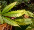 Discoloration on fan leaves mostly at the top of the plant