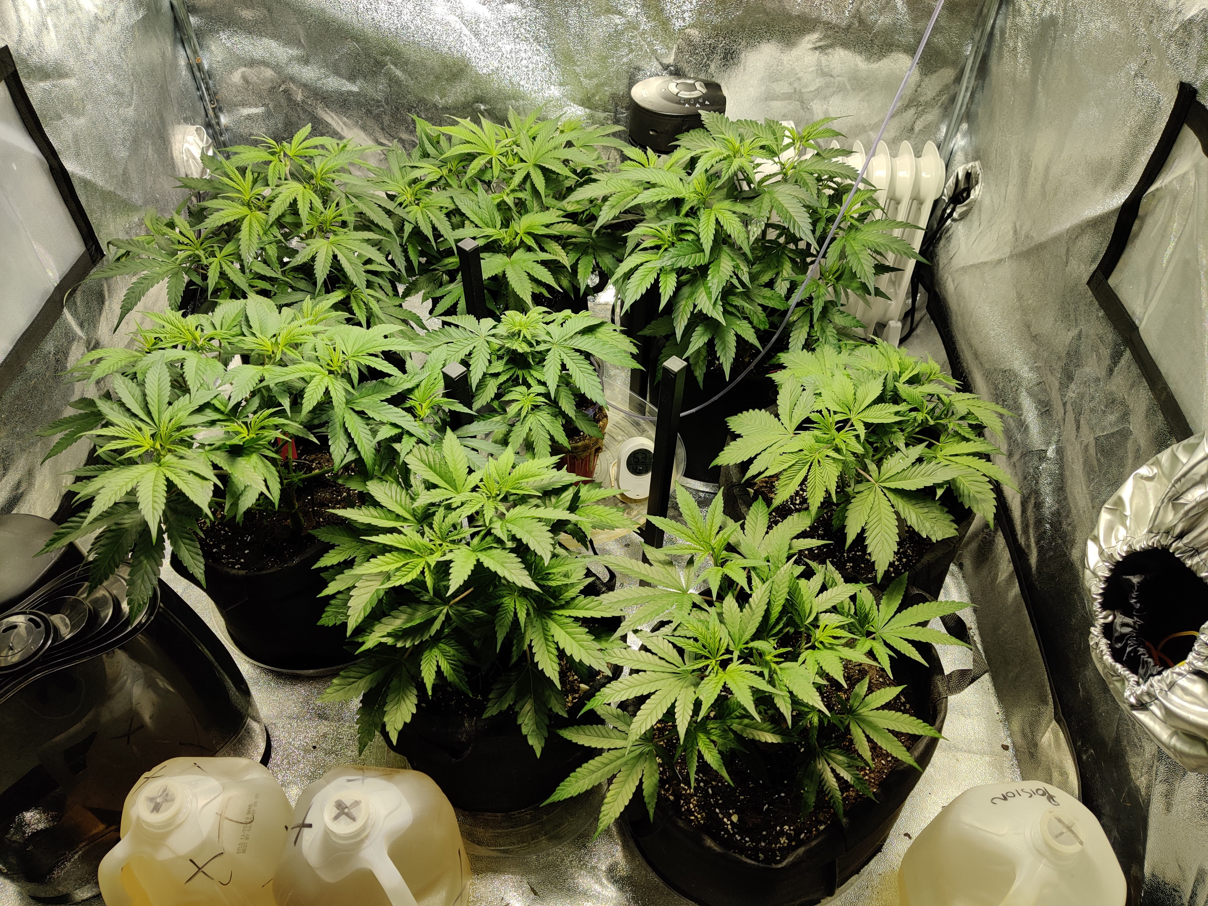 02152020_clones.jpg