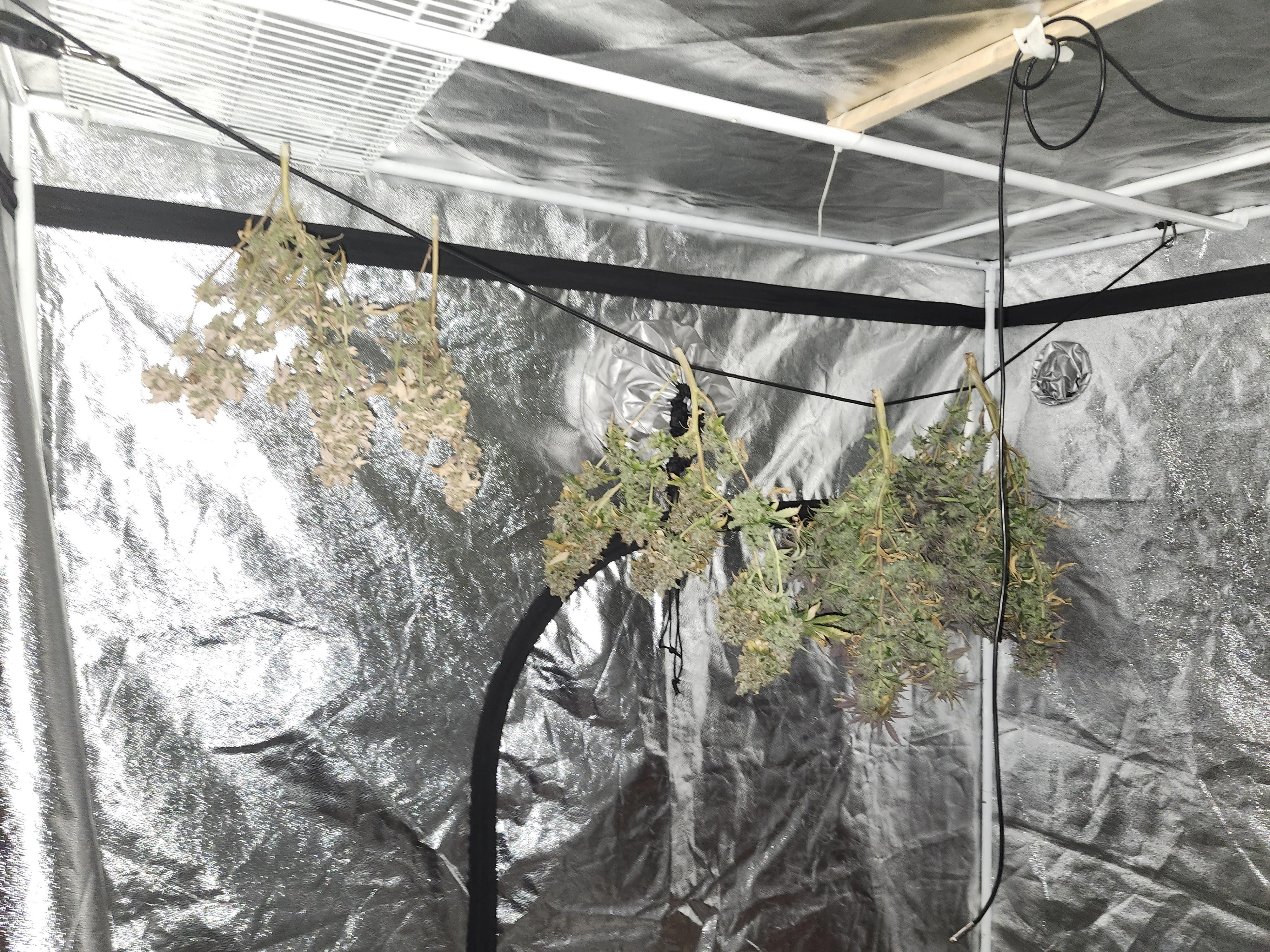 04162024 Harvest Day.jpg