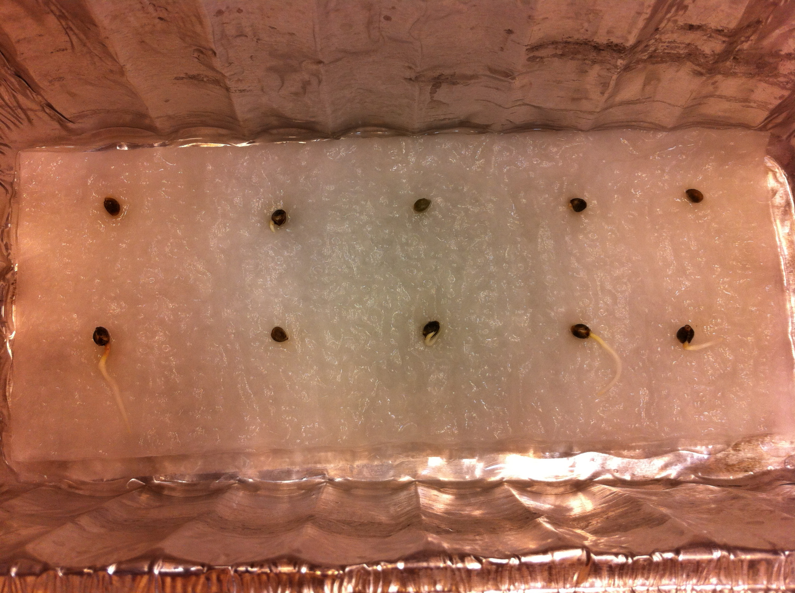 05-06-2017 1st_5_sprouts.JPG