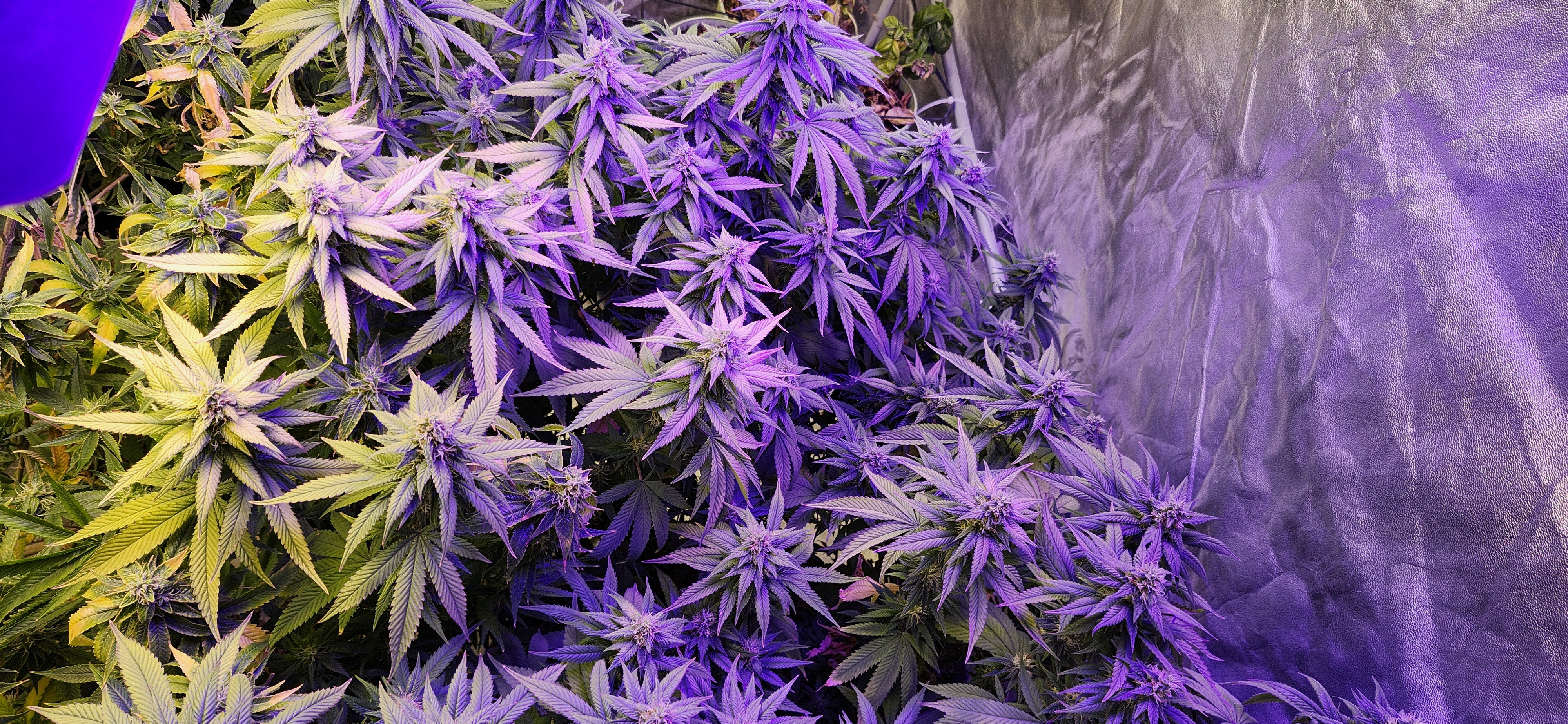 08182025 Leaf Bleaching.jpg