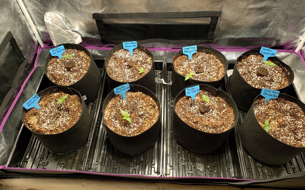 1-week-old-seedlings-in-smart-pots.jpg