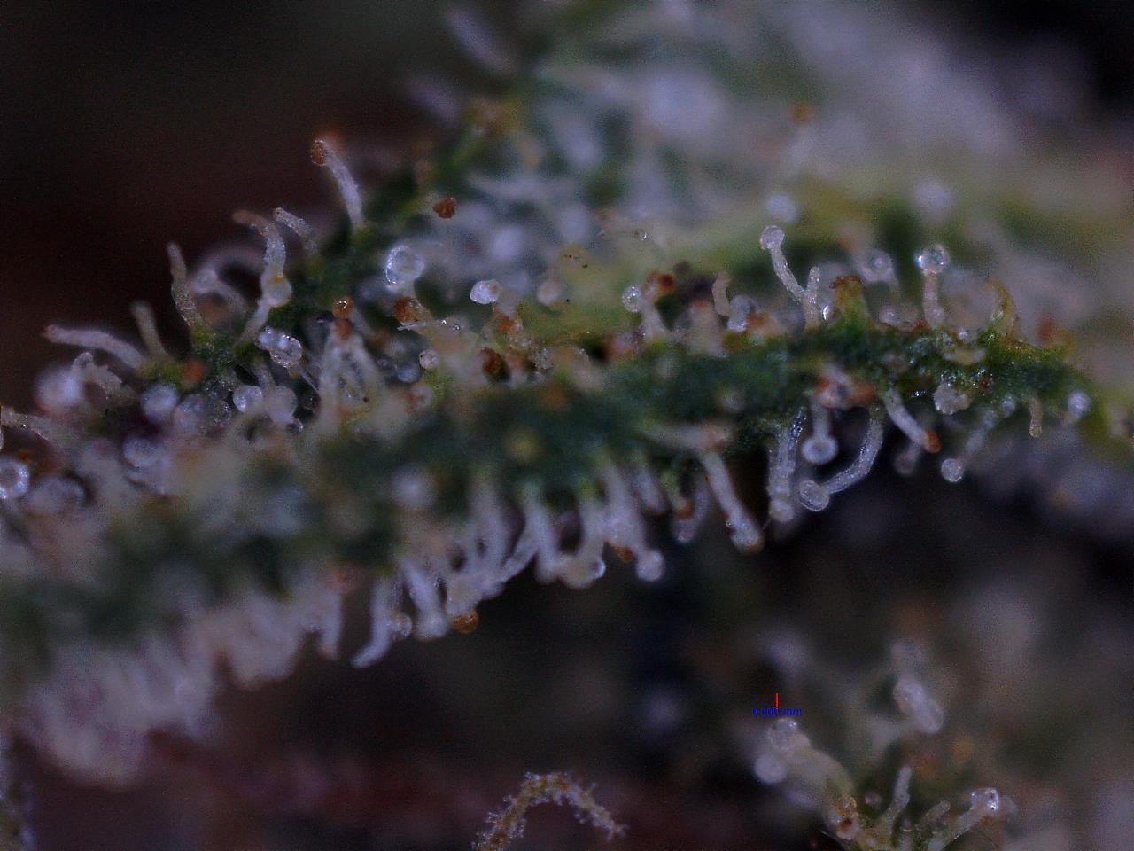 10-20-2014 Blue God.jpg