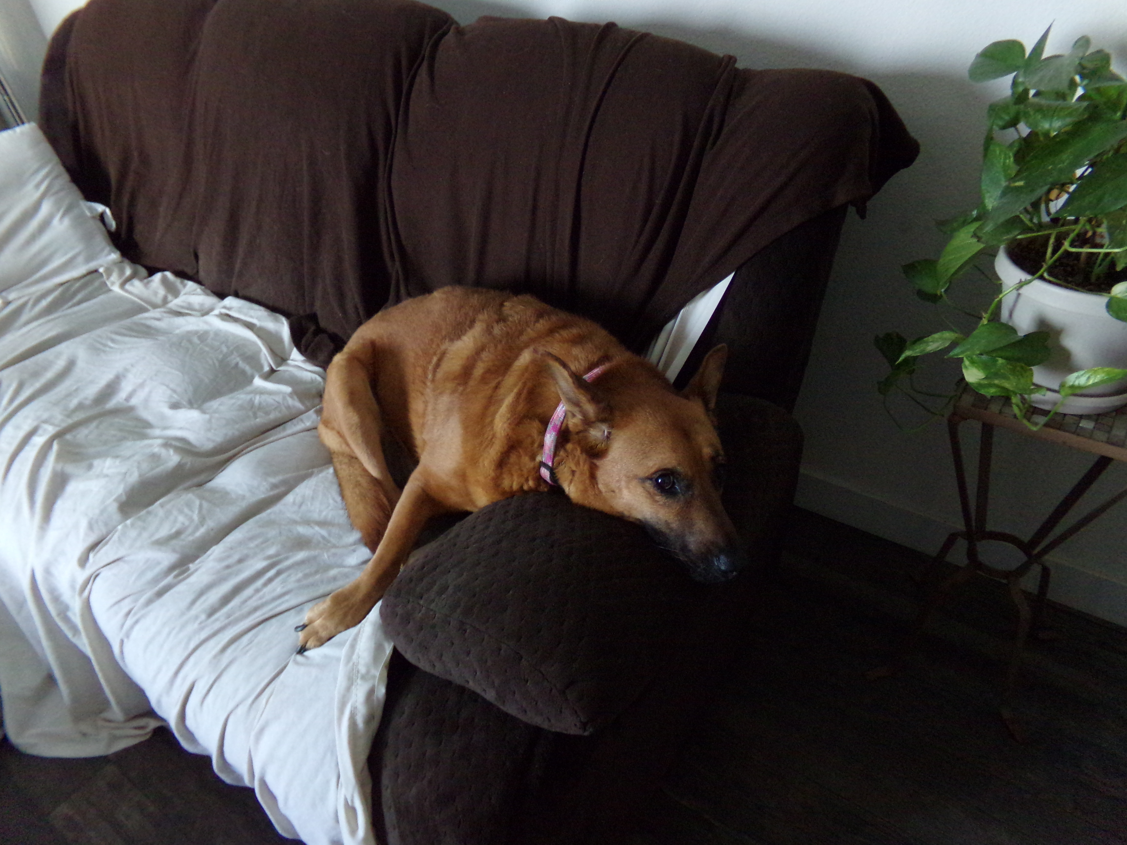 Click image for larger version  Name:	100_0964.jpg Views:	0 Size:	1.18 MB ID:	659018