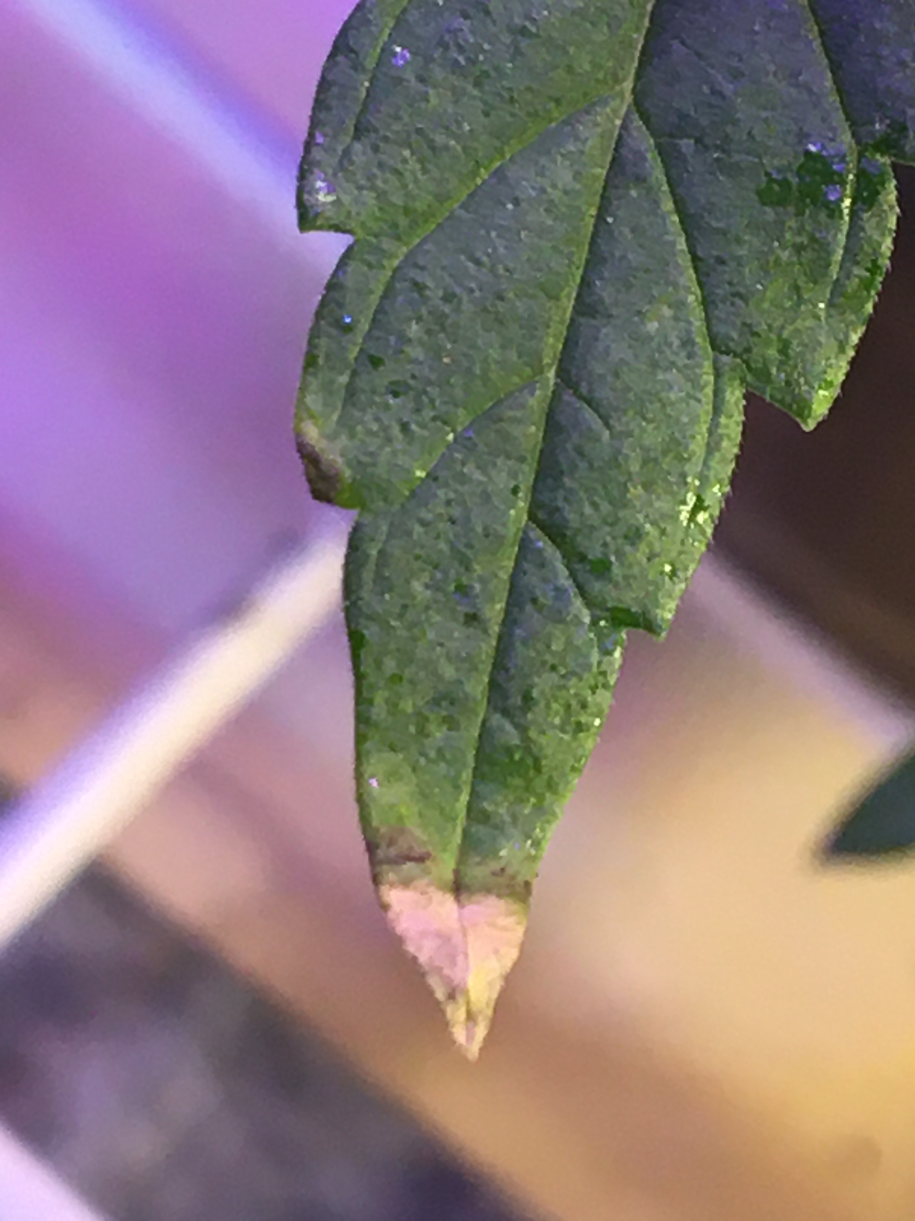 160466B1-9A75-4690-AE87-6AF30F985766.jpeg