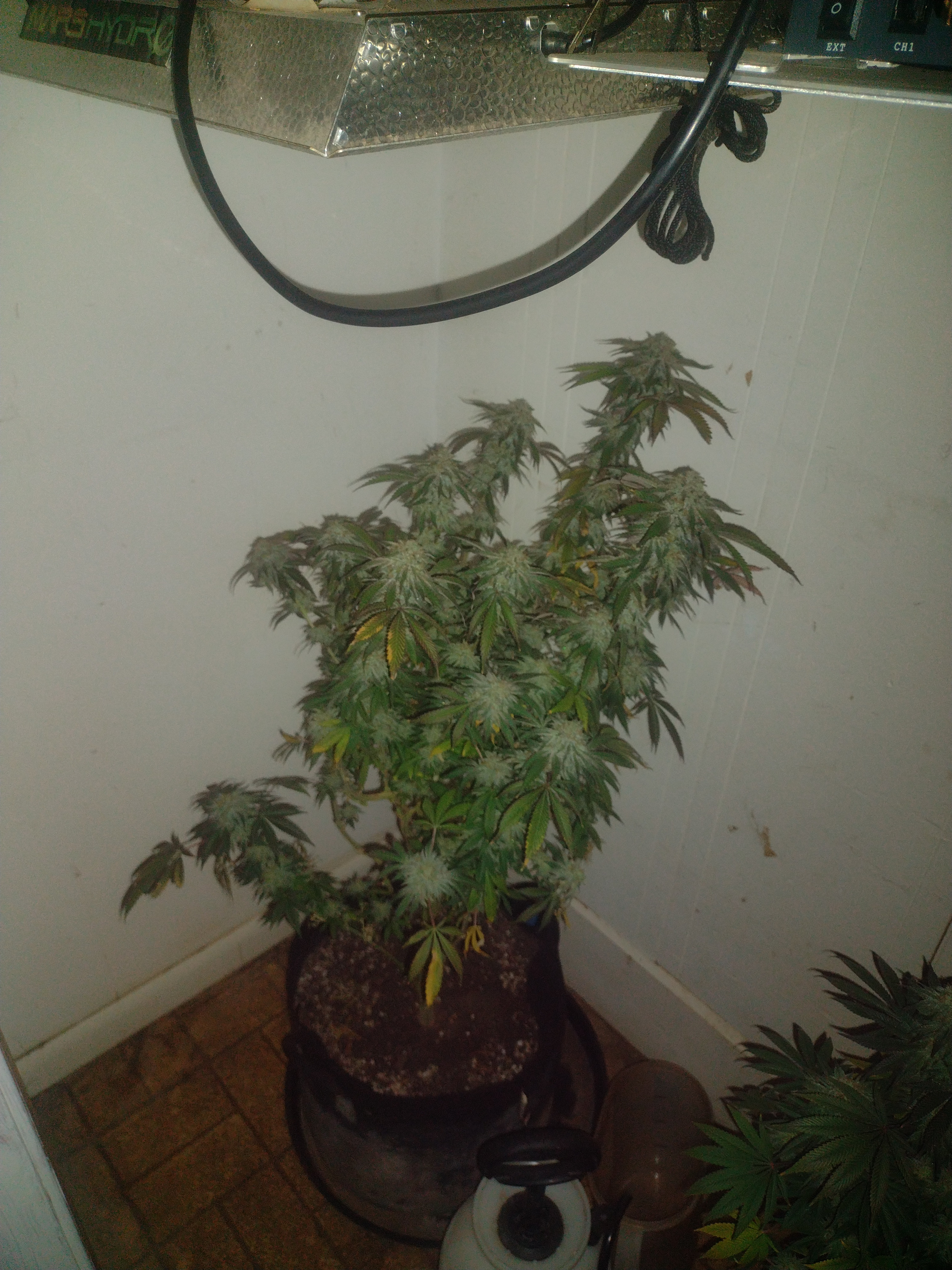 17335421661094762430964048055534.jpg