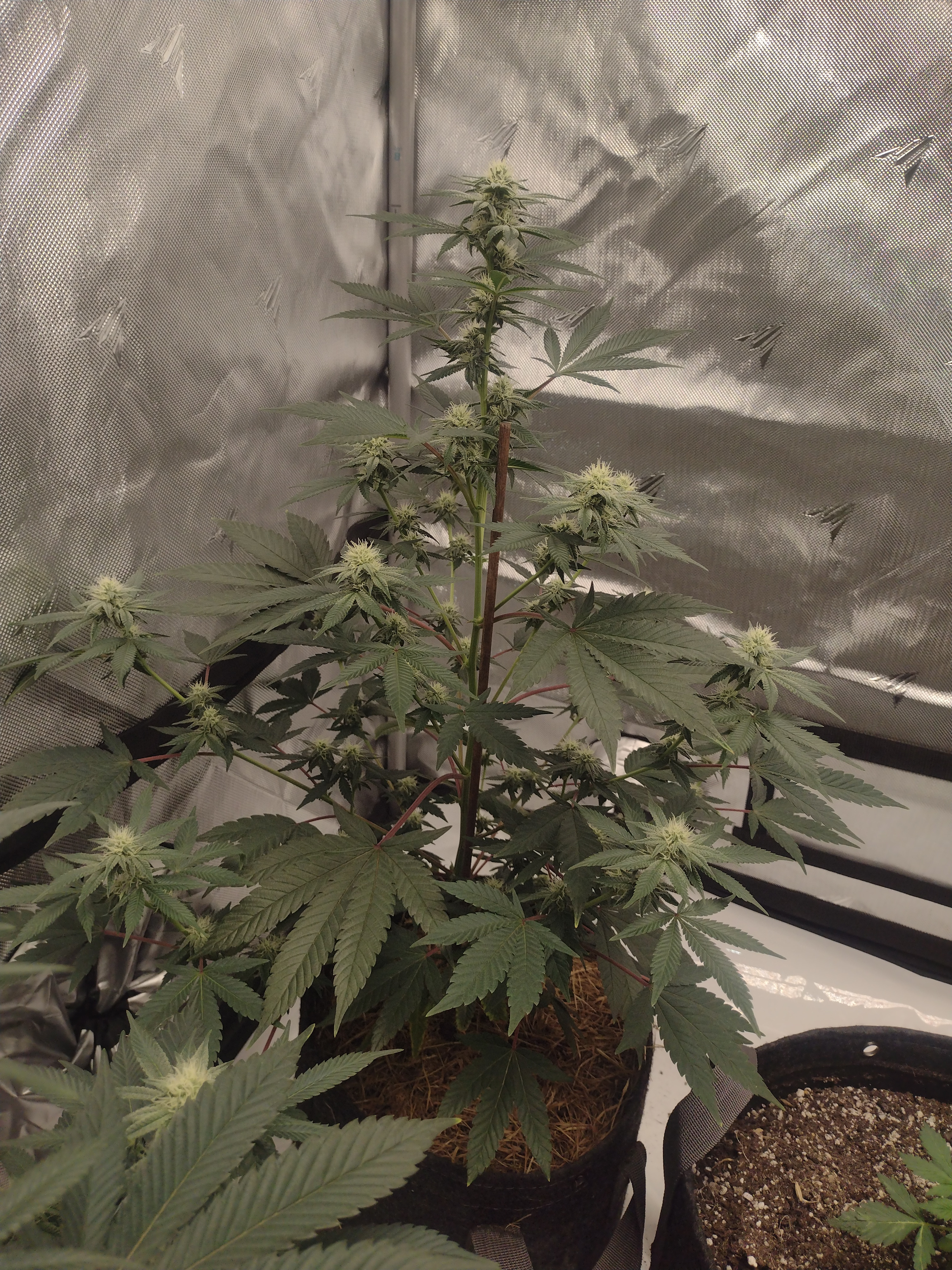 17813745243134928887599651549134.jpg