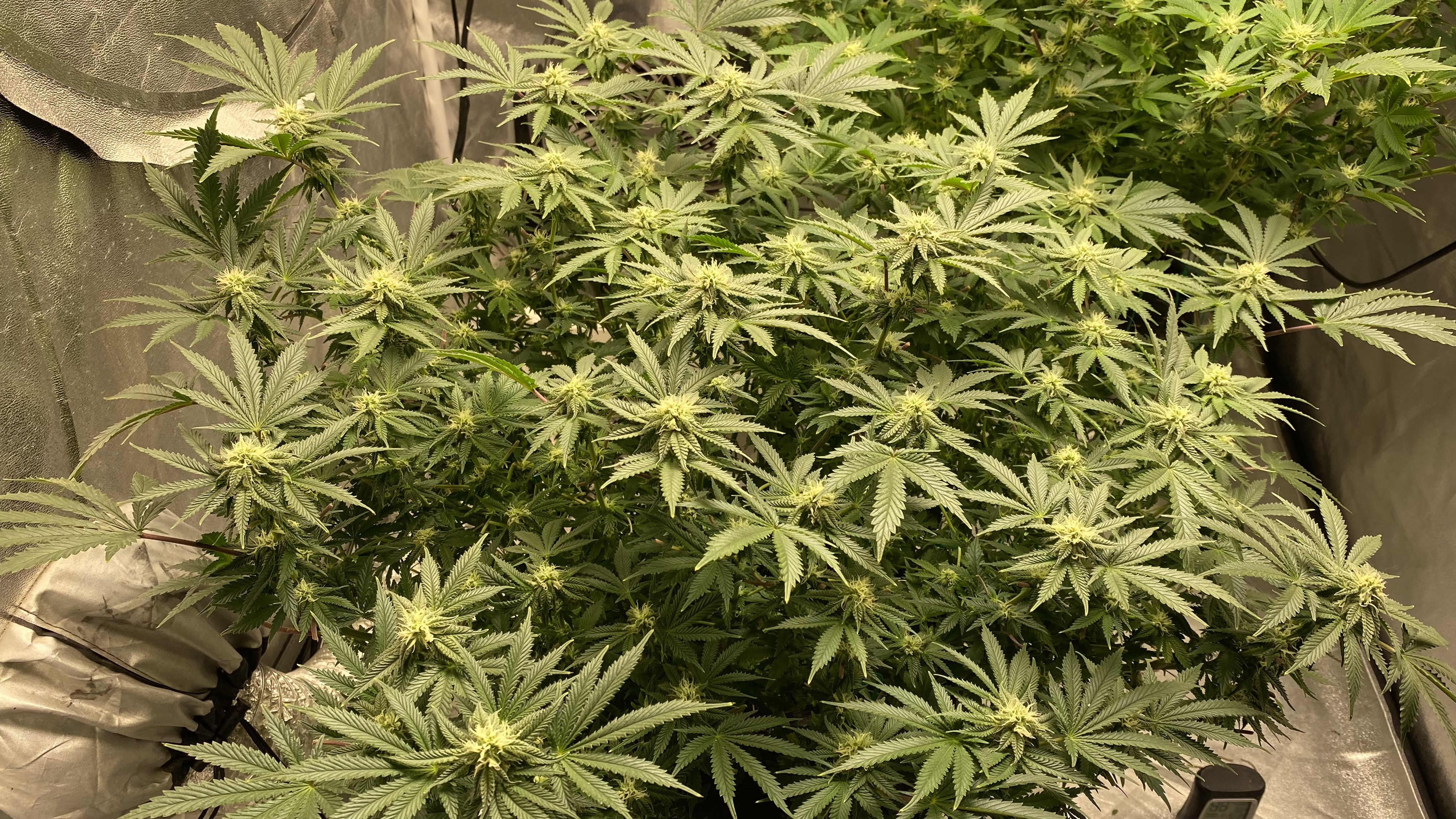 Chocolate Mint OG Flowering Day 26 - Click image for larger versionName:	1AE70BB3-A82D-4CD0-9A06-FEB3C3D35D52.jpegViews:	0Size:	3.48 MBID:	544788