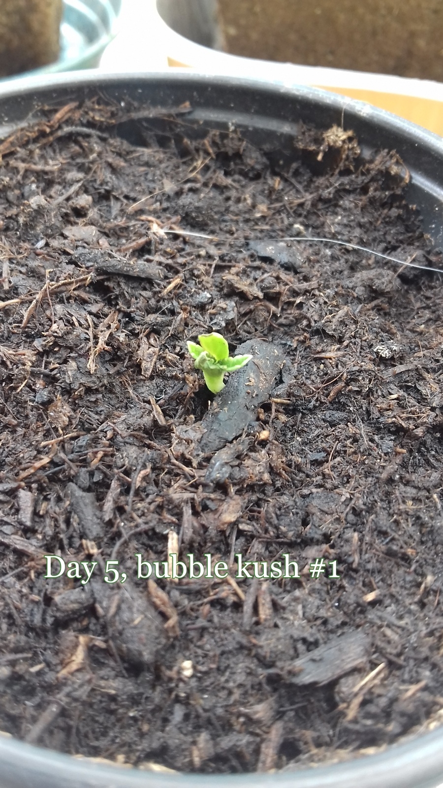 2017-04-26-18-59-55.jpg