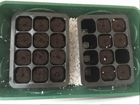2017-06-16 Rapid Rooters in tray.JPG