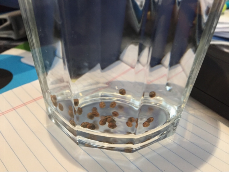 2017-06-16 Seeds in tap water.JPG