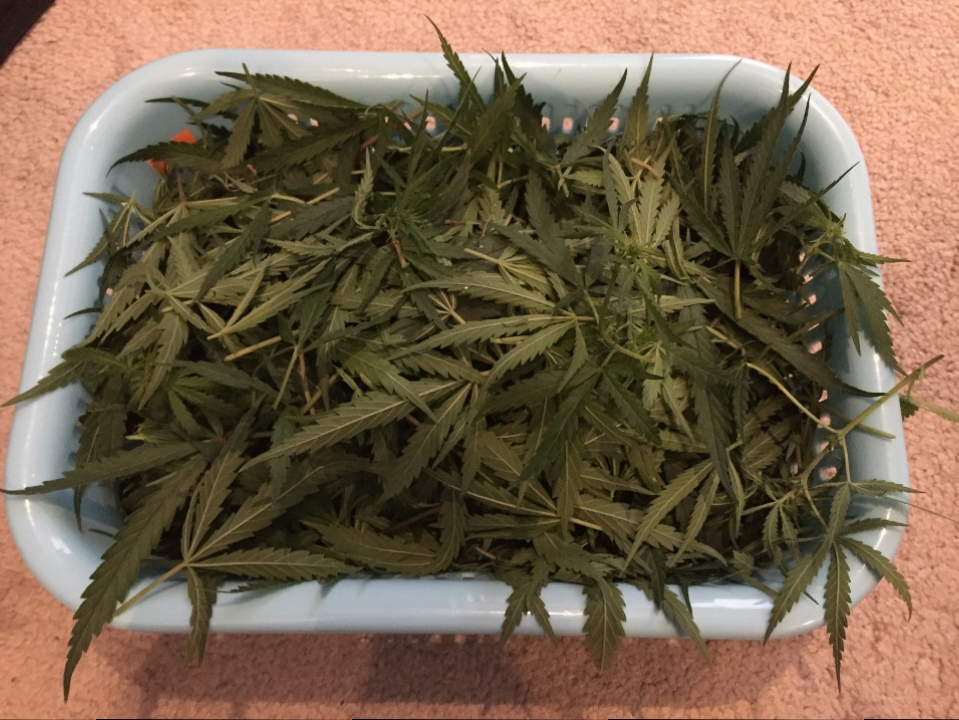 2017-06-19 C99-Mother-Defoliation.JPG