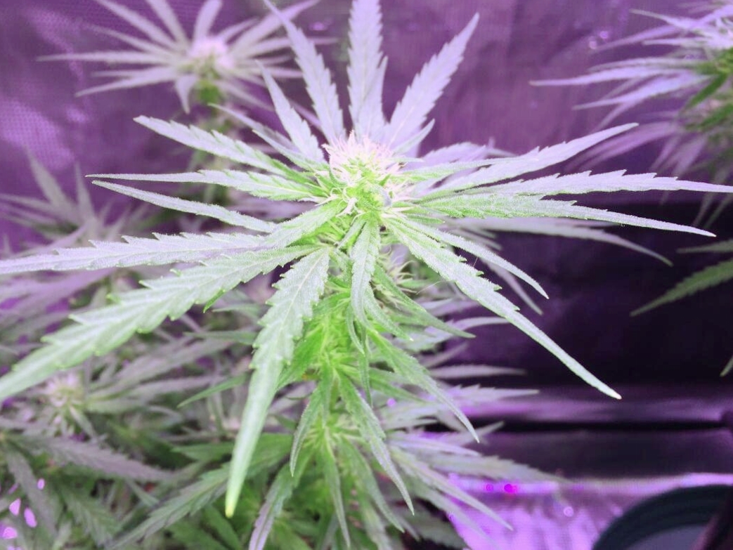 2017-06-28-C99-CM-Clone-1.jpg