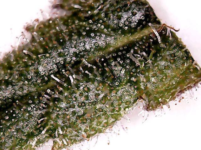 2017-07-10-C99-Mother-Trichome-1.jpg