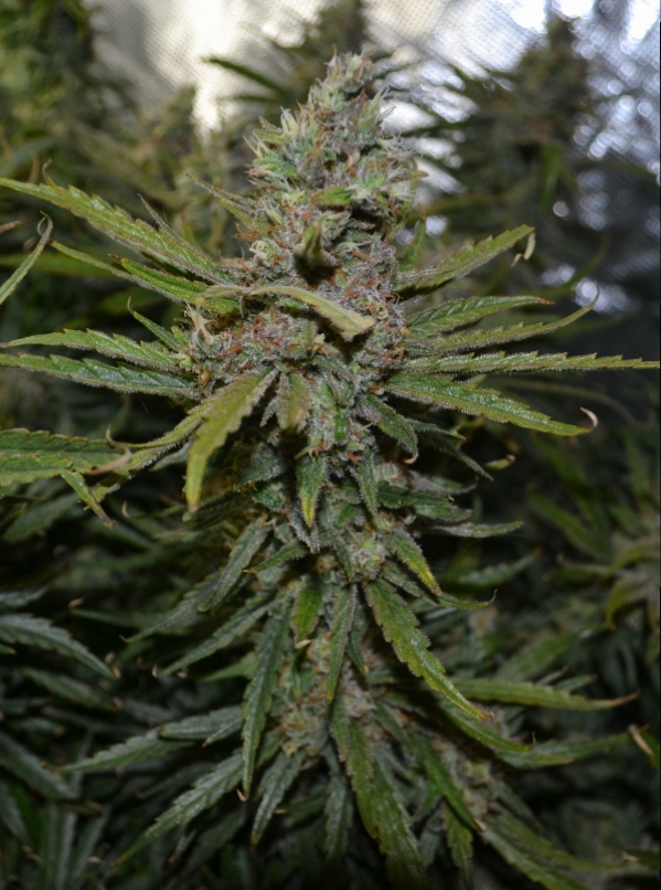 2017-07-22-C99-Mother-Harvest-2.JPG