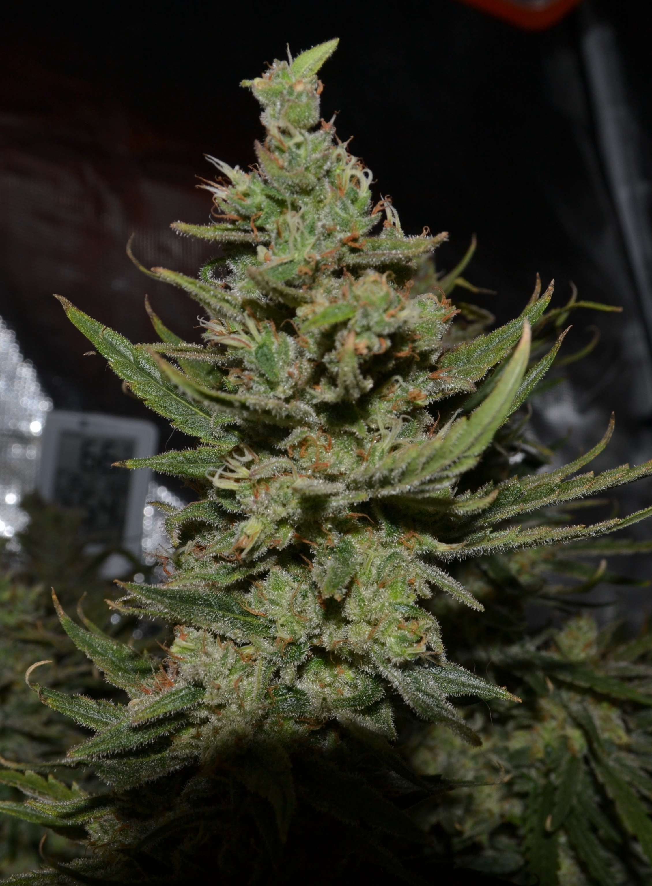 2017-07-22-C99-Mother-Harvest-3.JPG