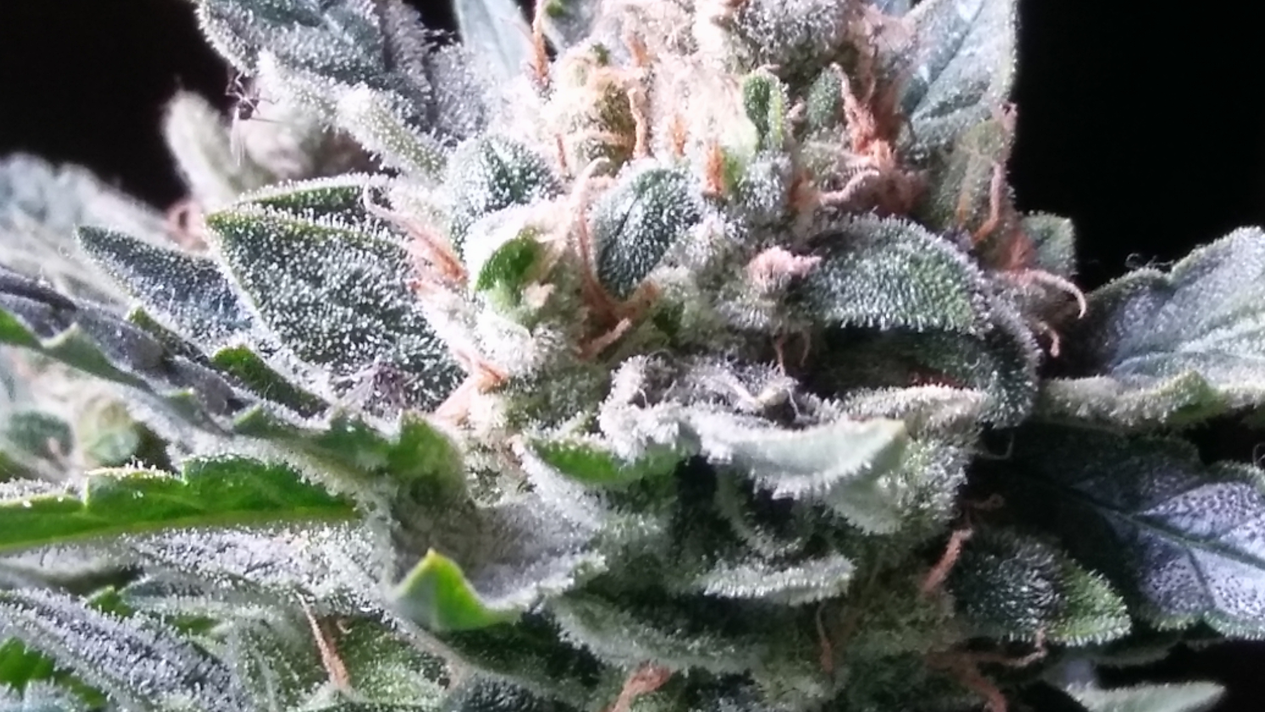 20170317_154253_HDR.jpg