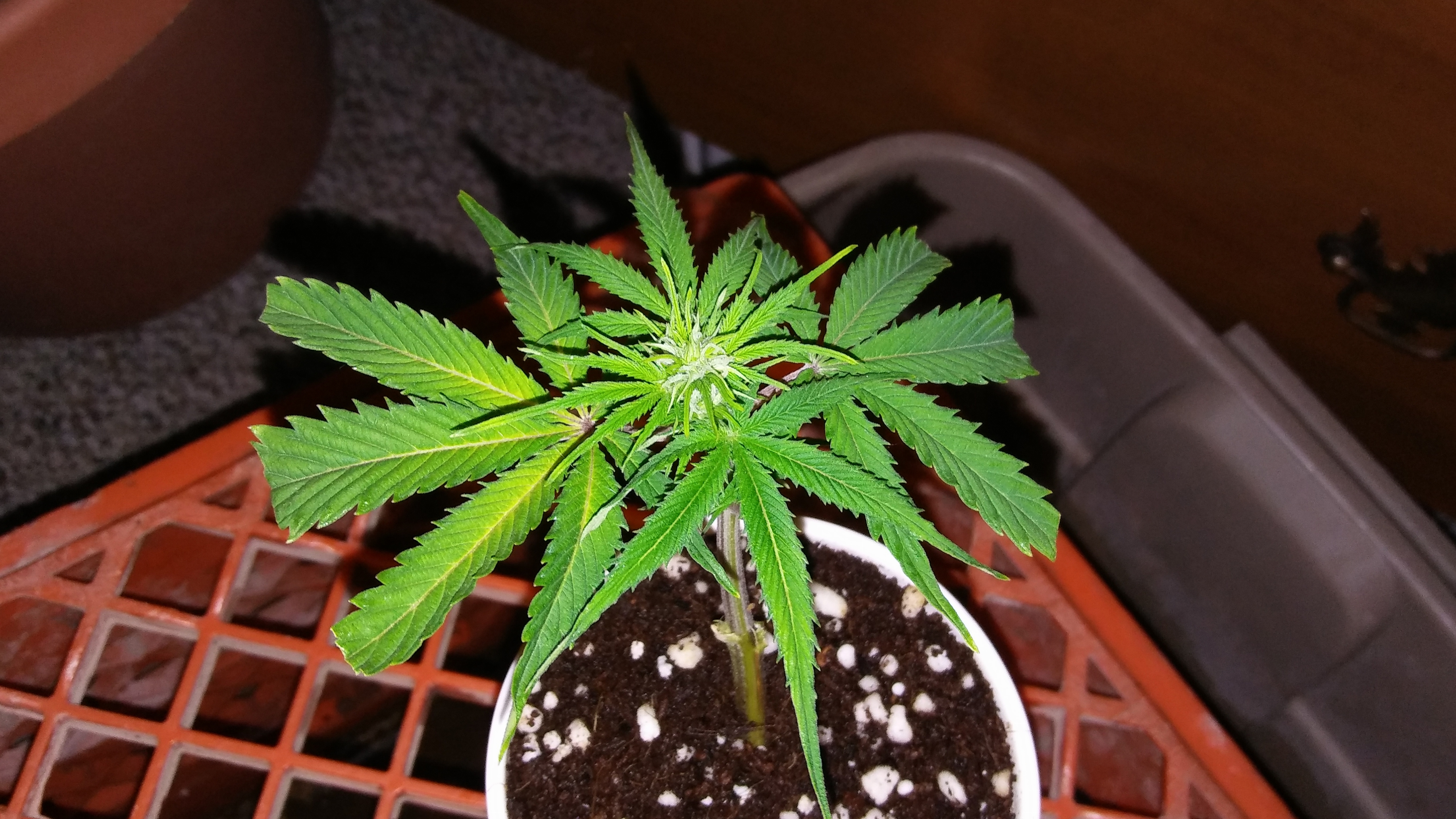 20170330_063516.jpg
