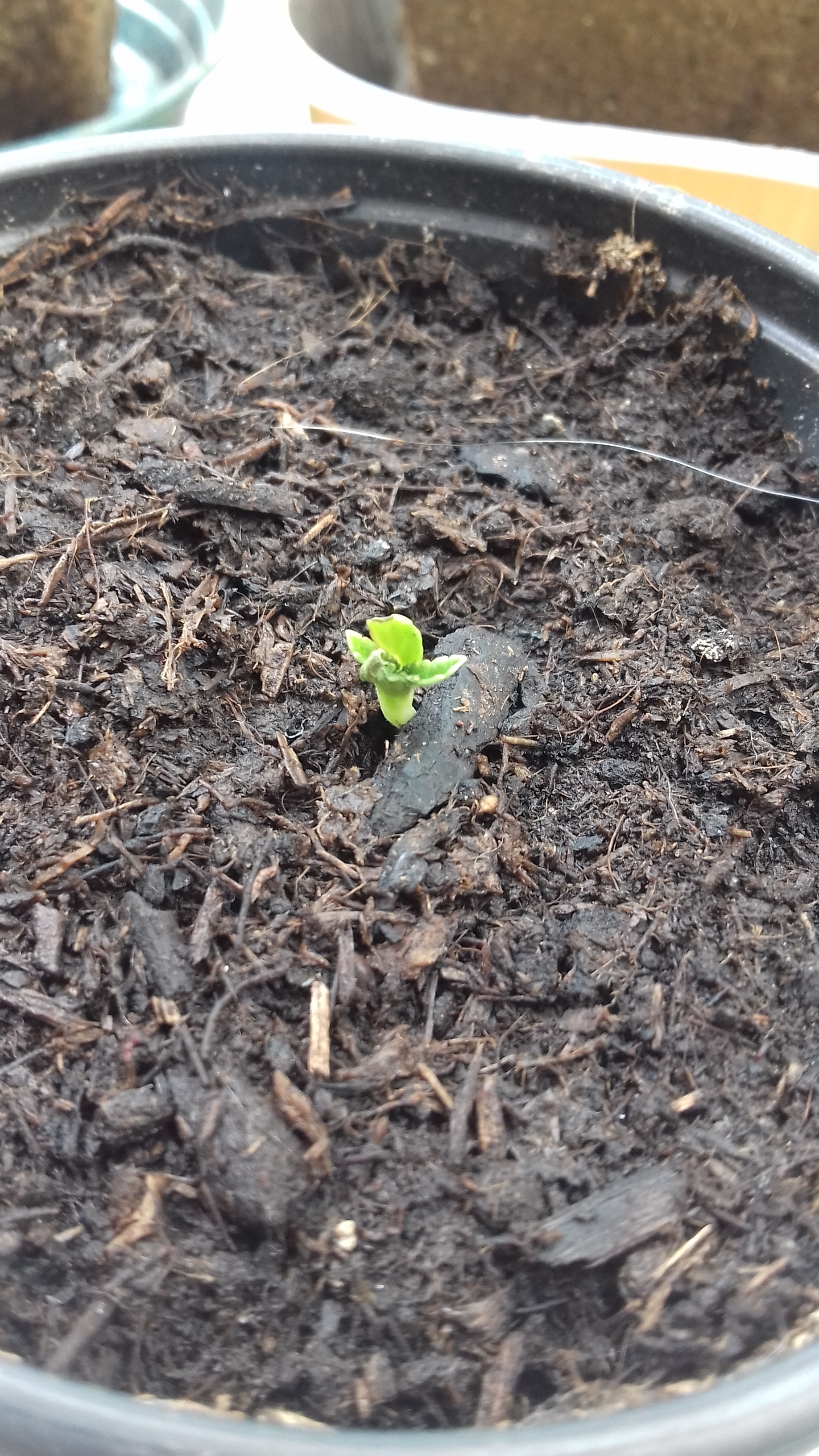 20170422_121541.jpg