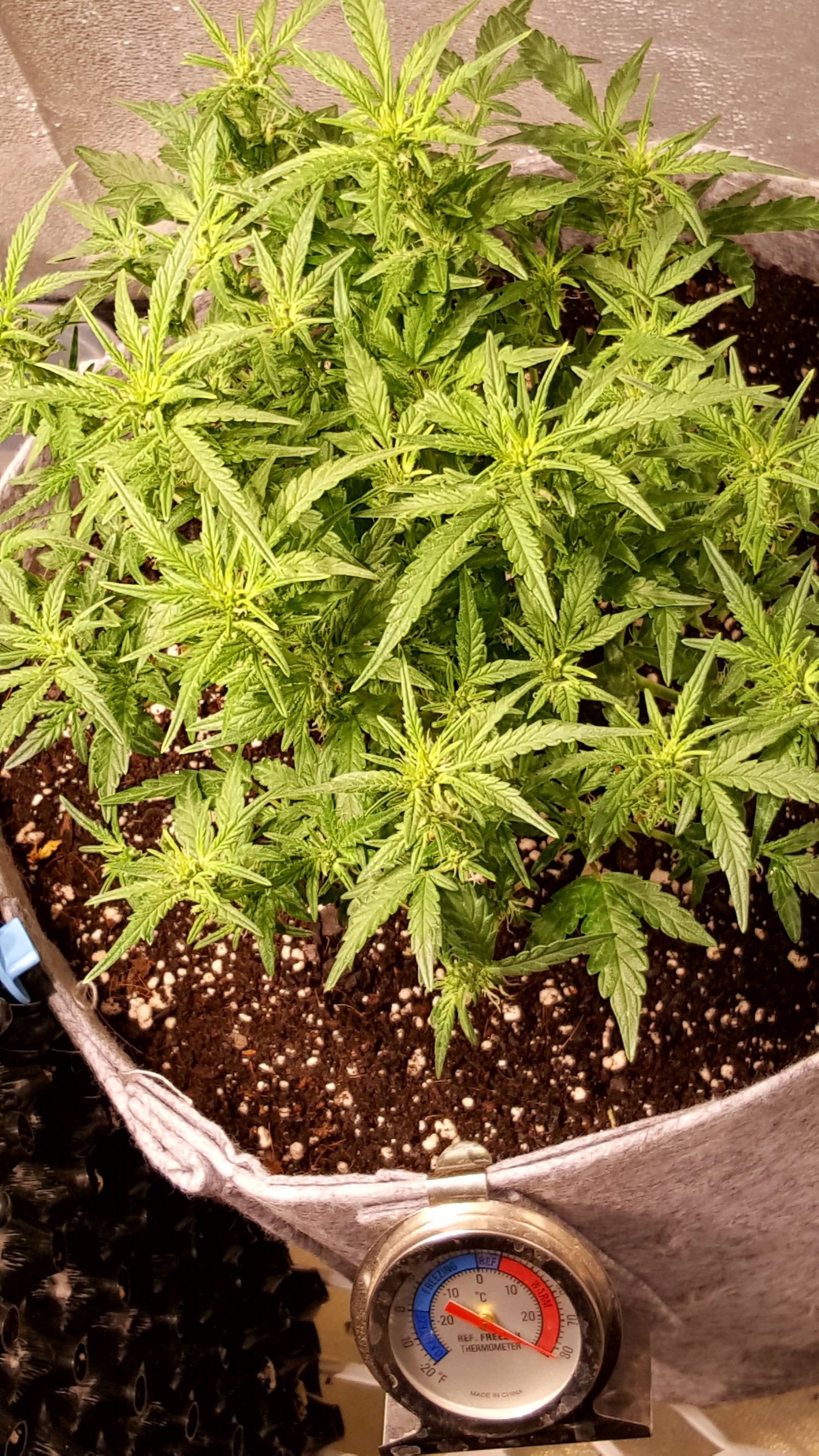 20170514_193829-1494x2656.jpg