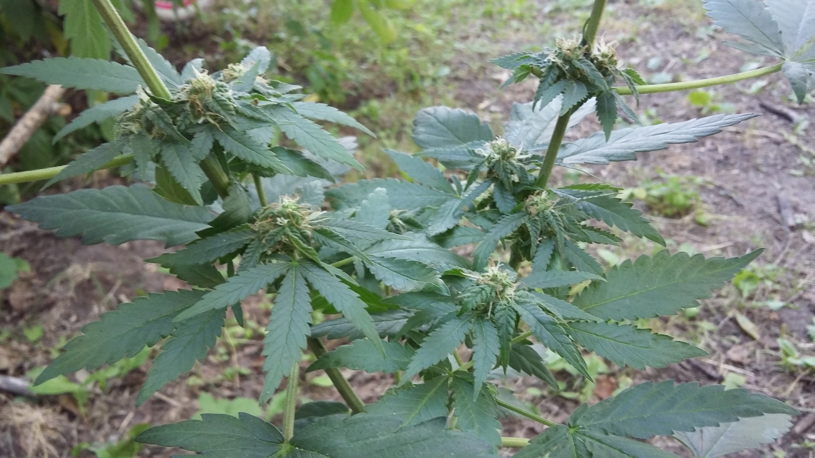 20170807_171438.jpg