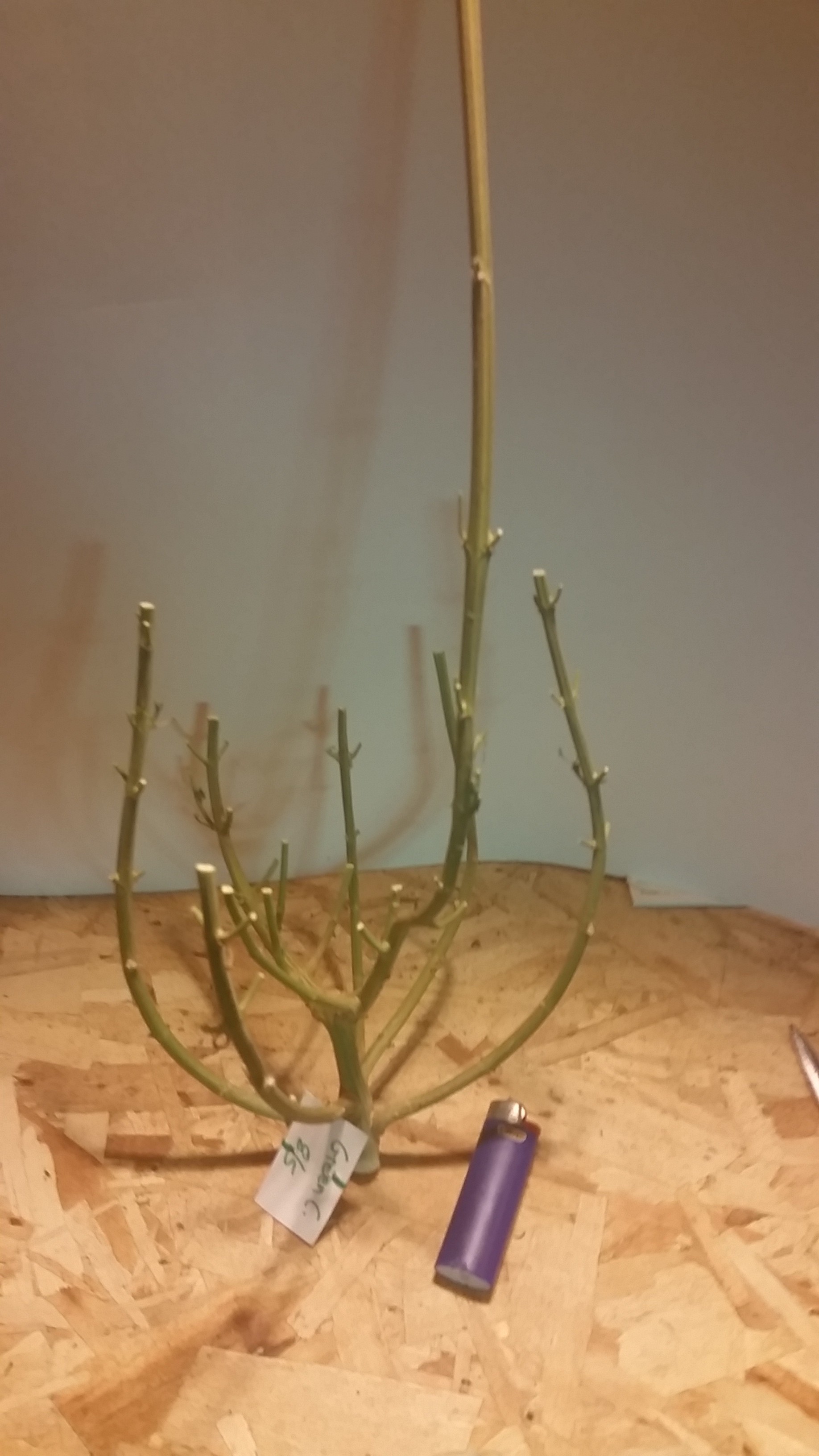 20171201_214849.jpg
