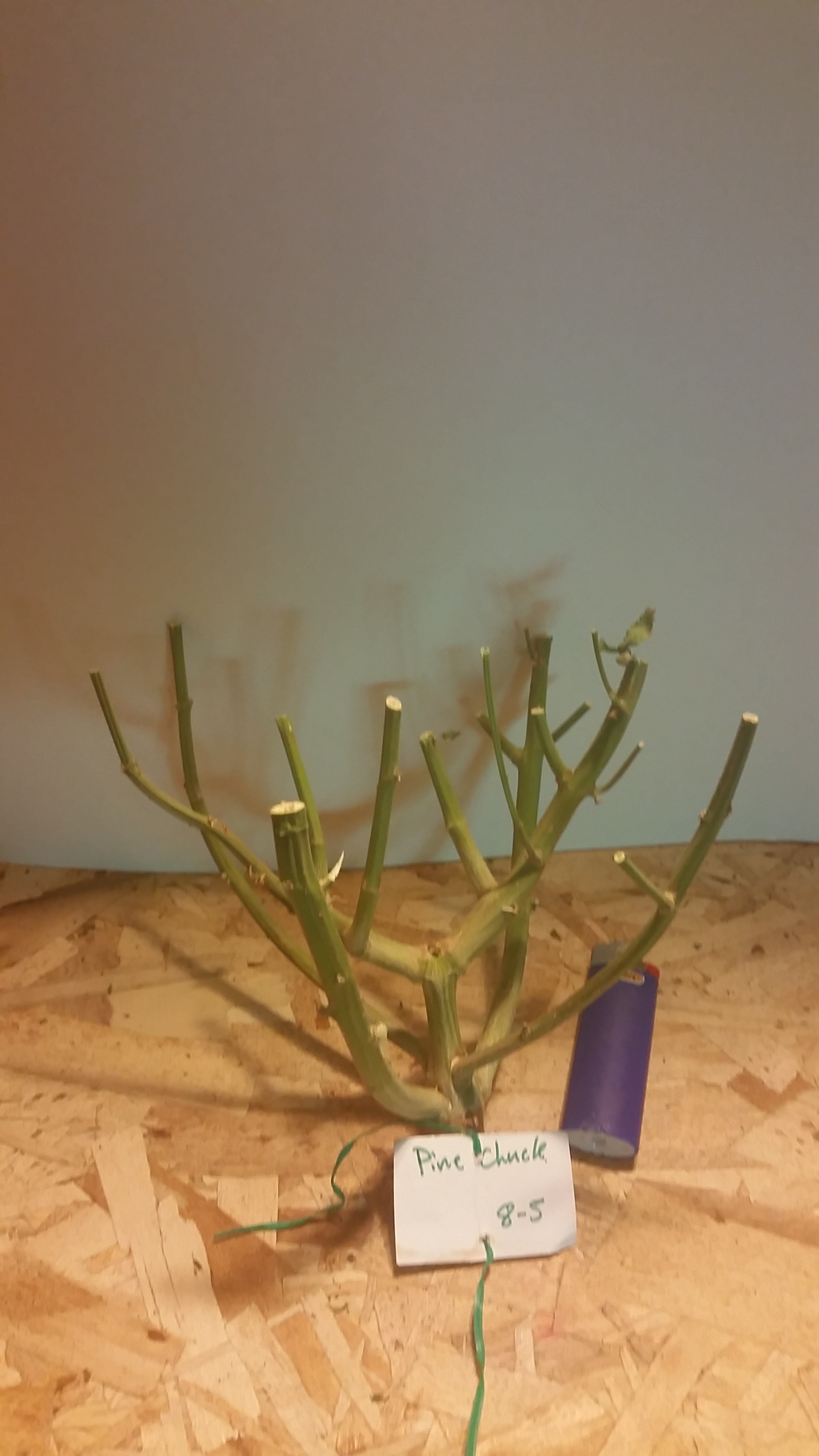 20171201_215039.jpg