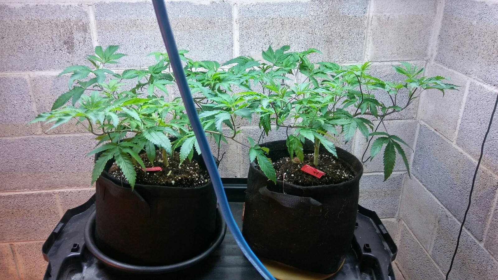 20171228_053807_HDR.jpg