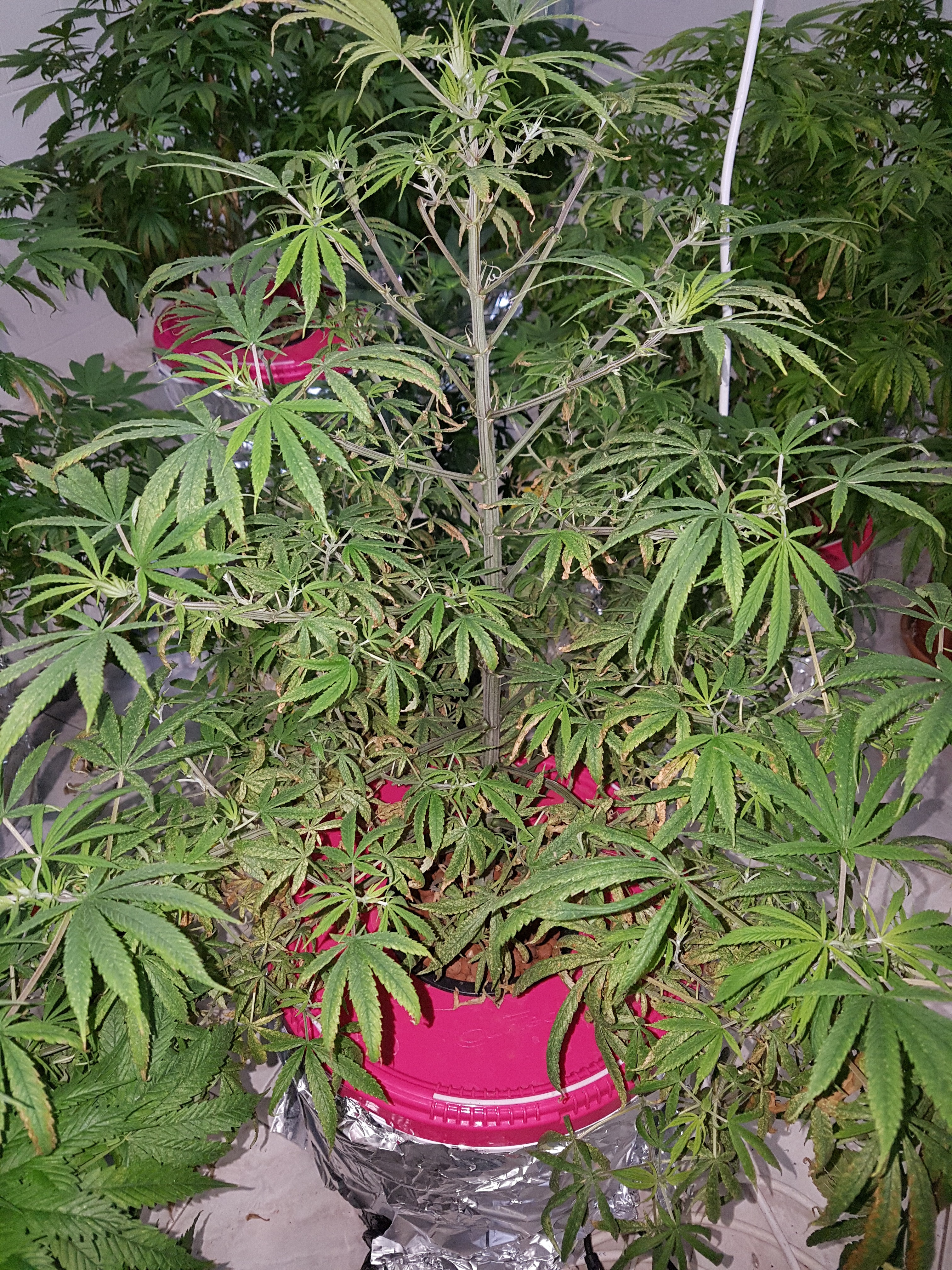 20180618_115747.jpg