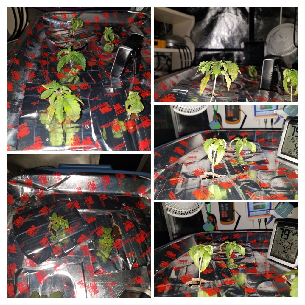 20180619_065605-COLLAGE.jpg