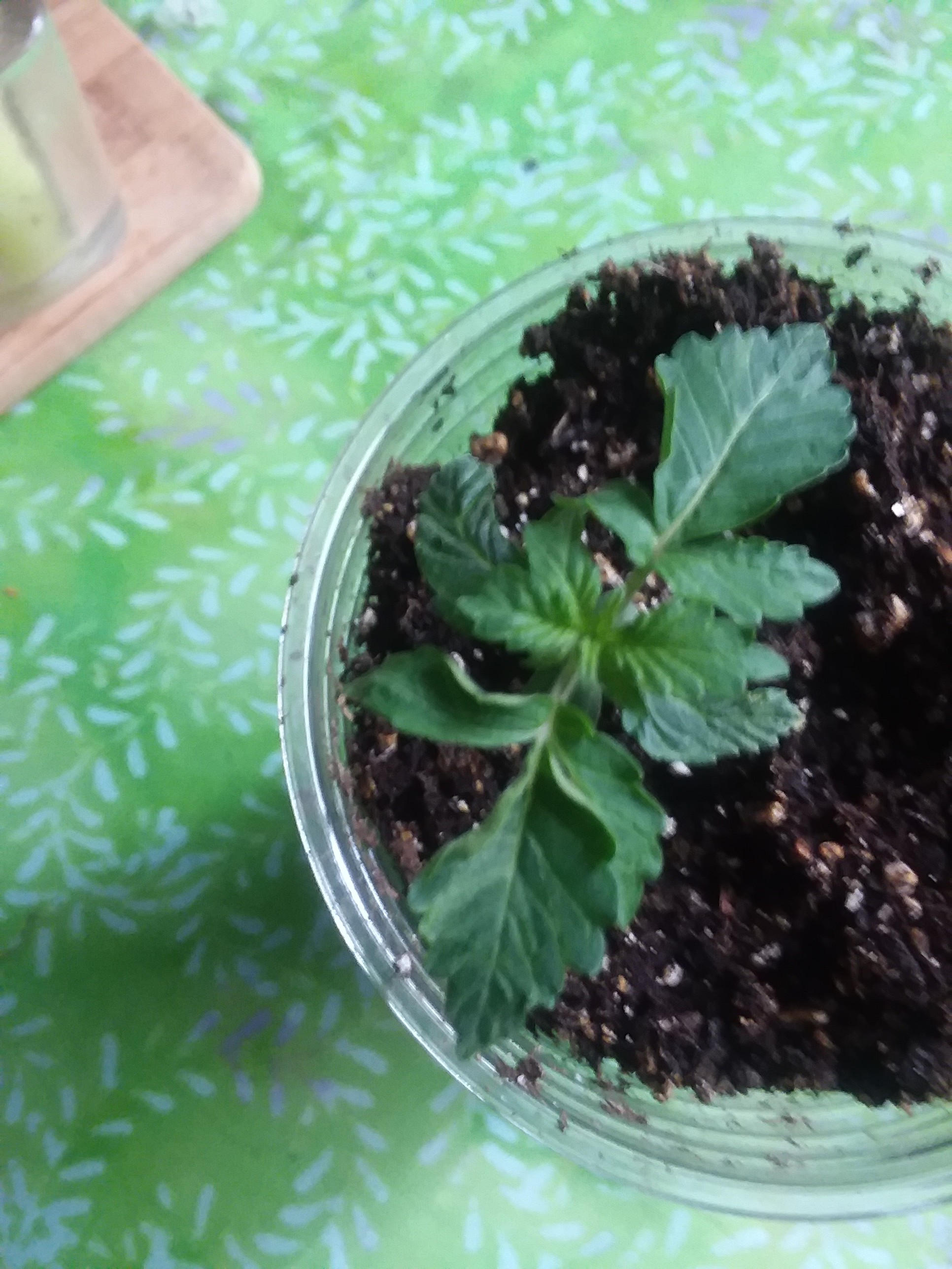 20180706_104829.jpg