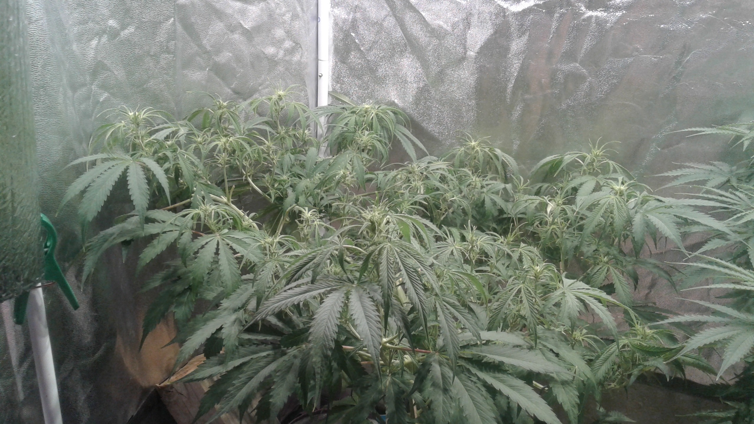 20180821_052313.jpg
