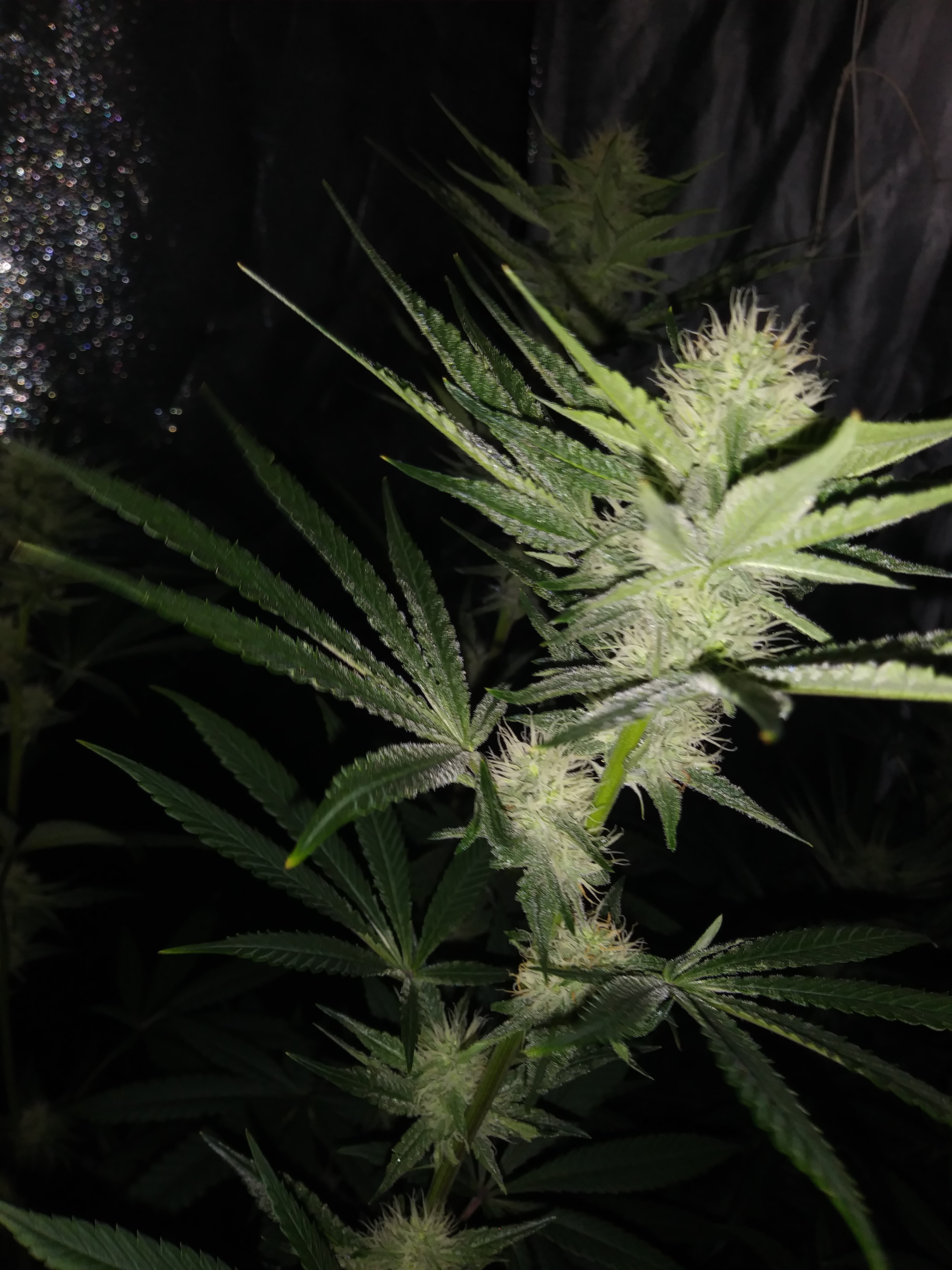 Click image for larger version  Name:	20181003_102031.jpg Views:	1 Size:	1.85 MB ID:	254455