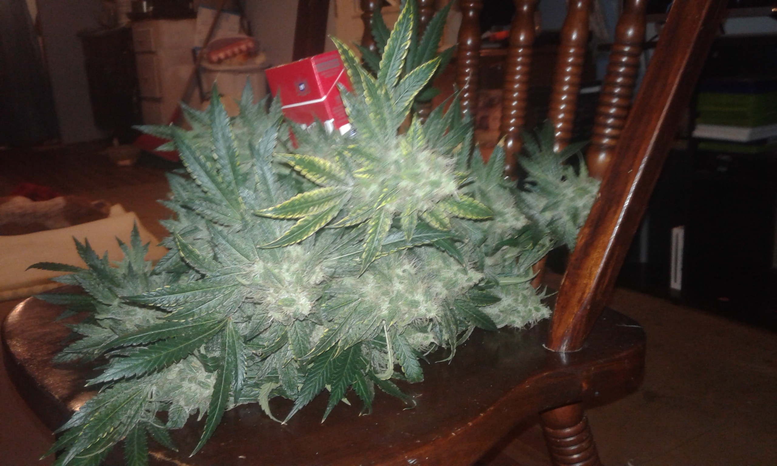 20181106_231129.jpg