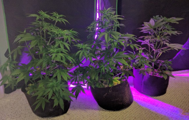2019-05-20 1.jpg
