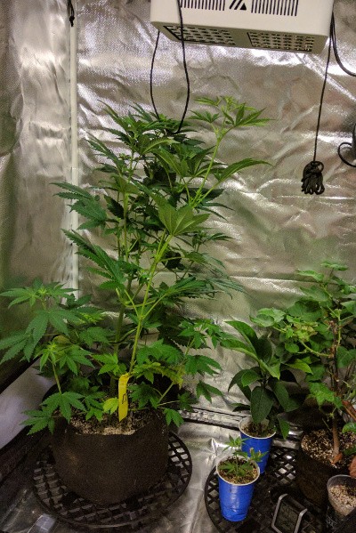 2019-06-02 BMC1.jpg