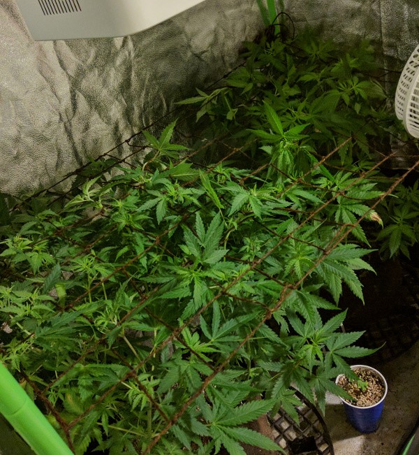 2019-07-07 BMAB SCROG.jpg