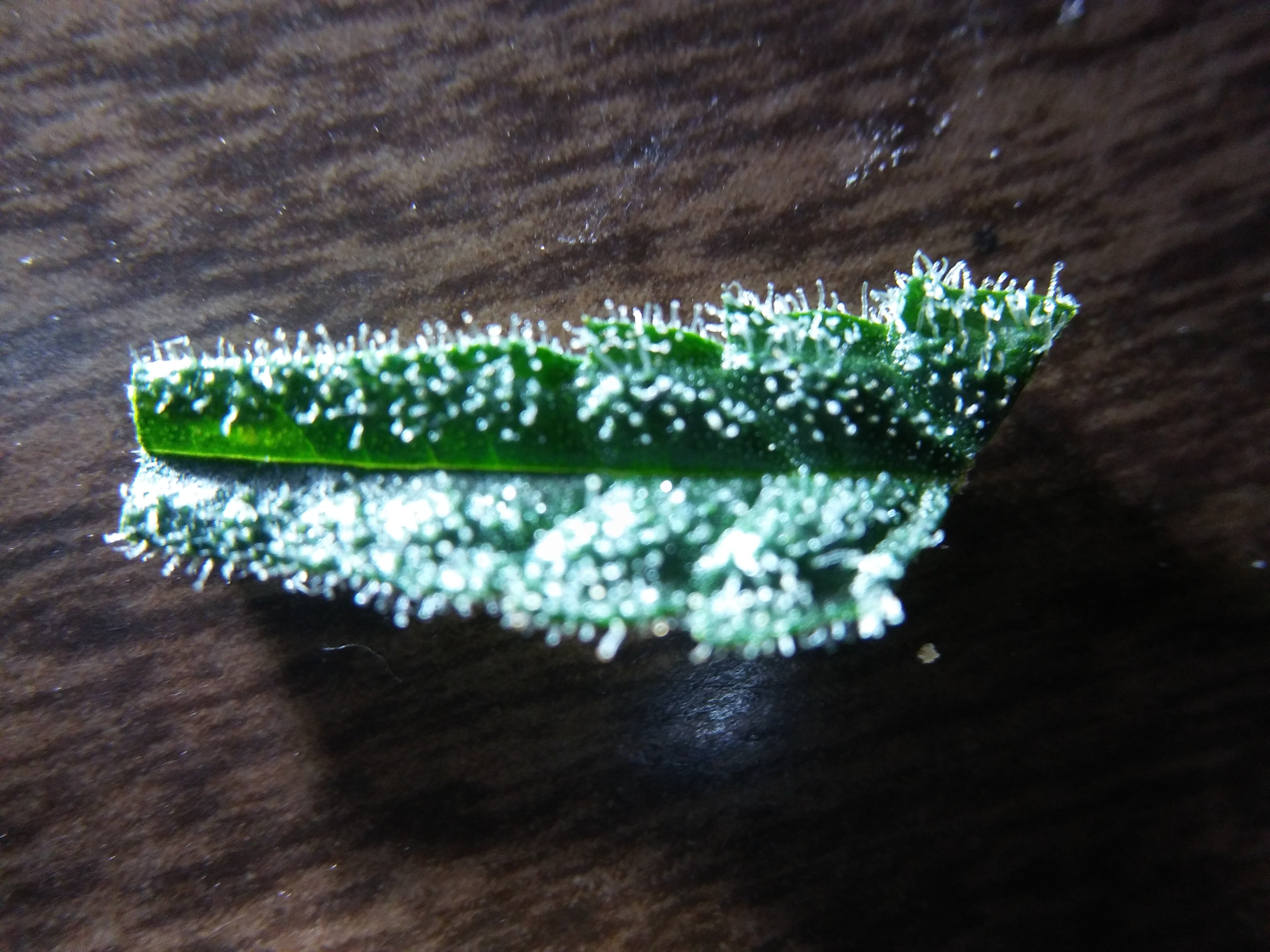 20190114_071736.jpg