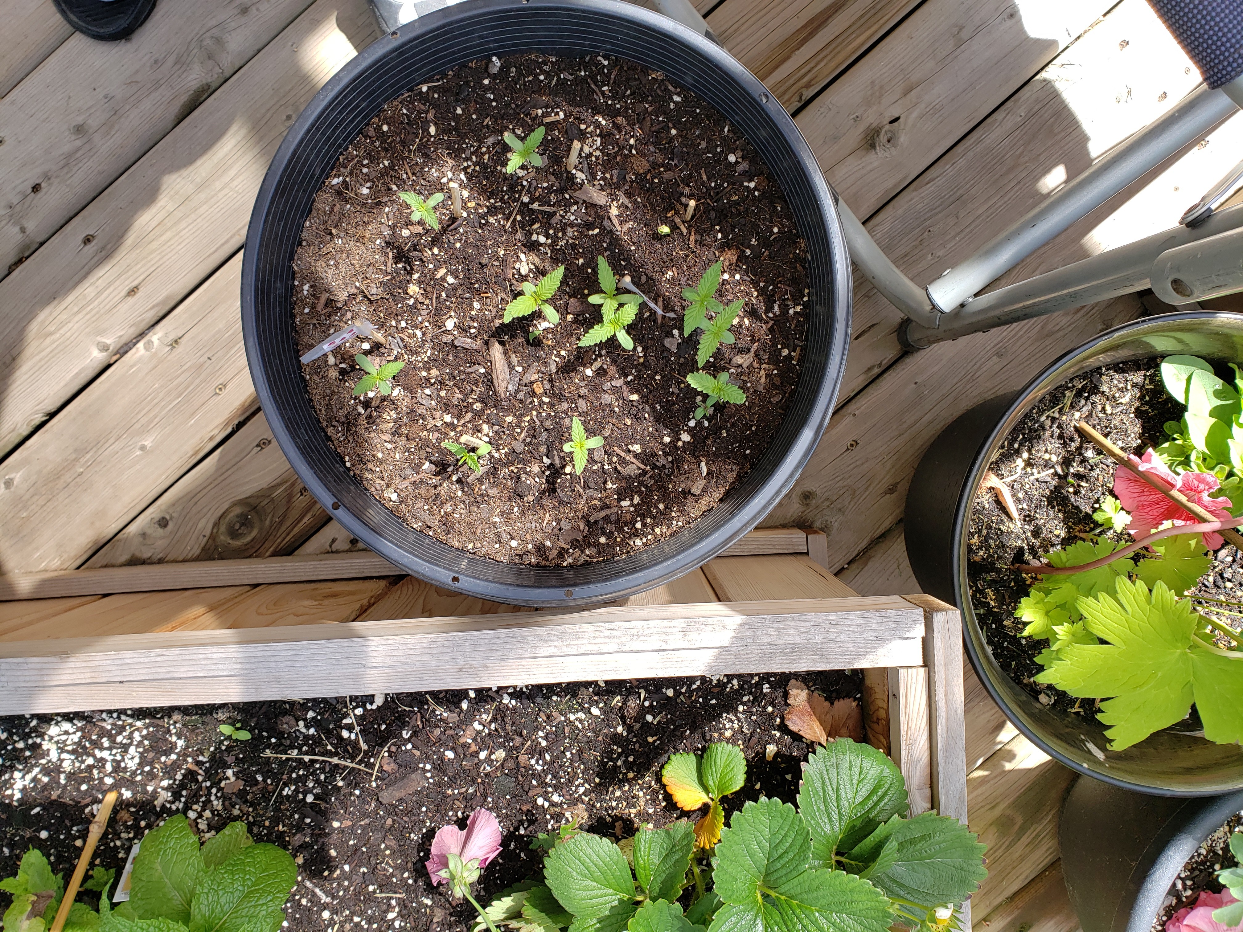 20190608_120218[1].jpg