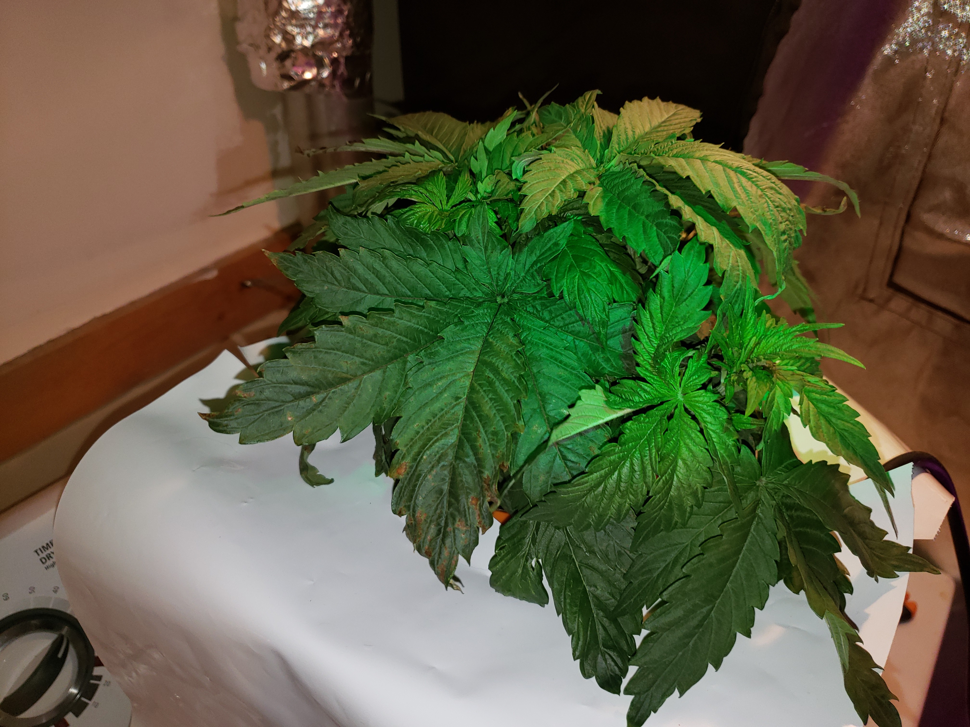 20190610_151344[1].jpg