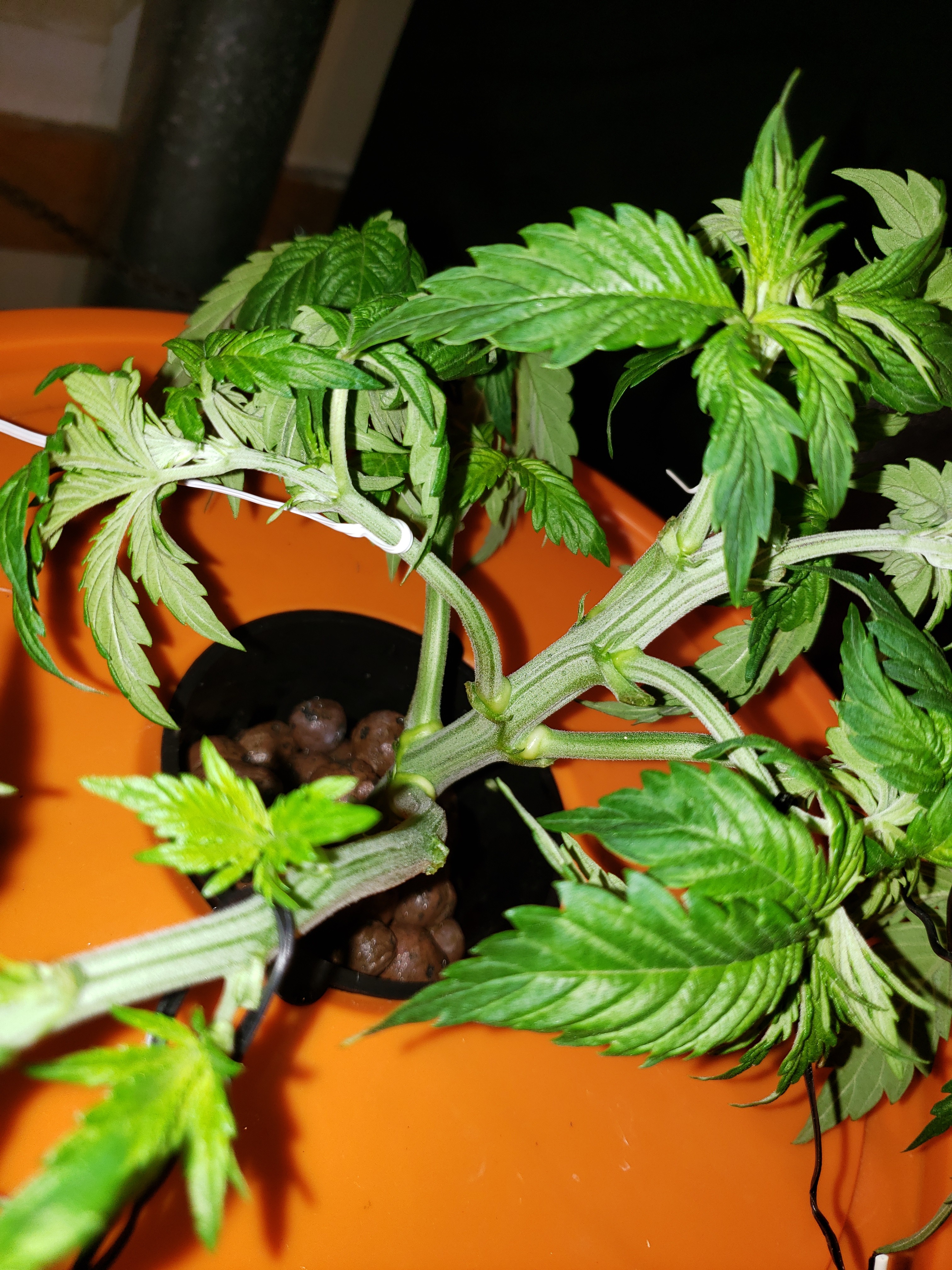 20190610_160457[1].jpg