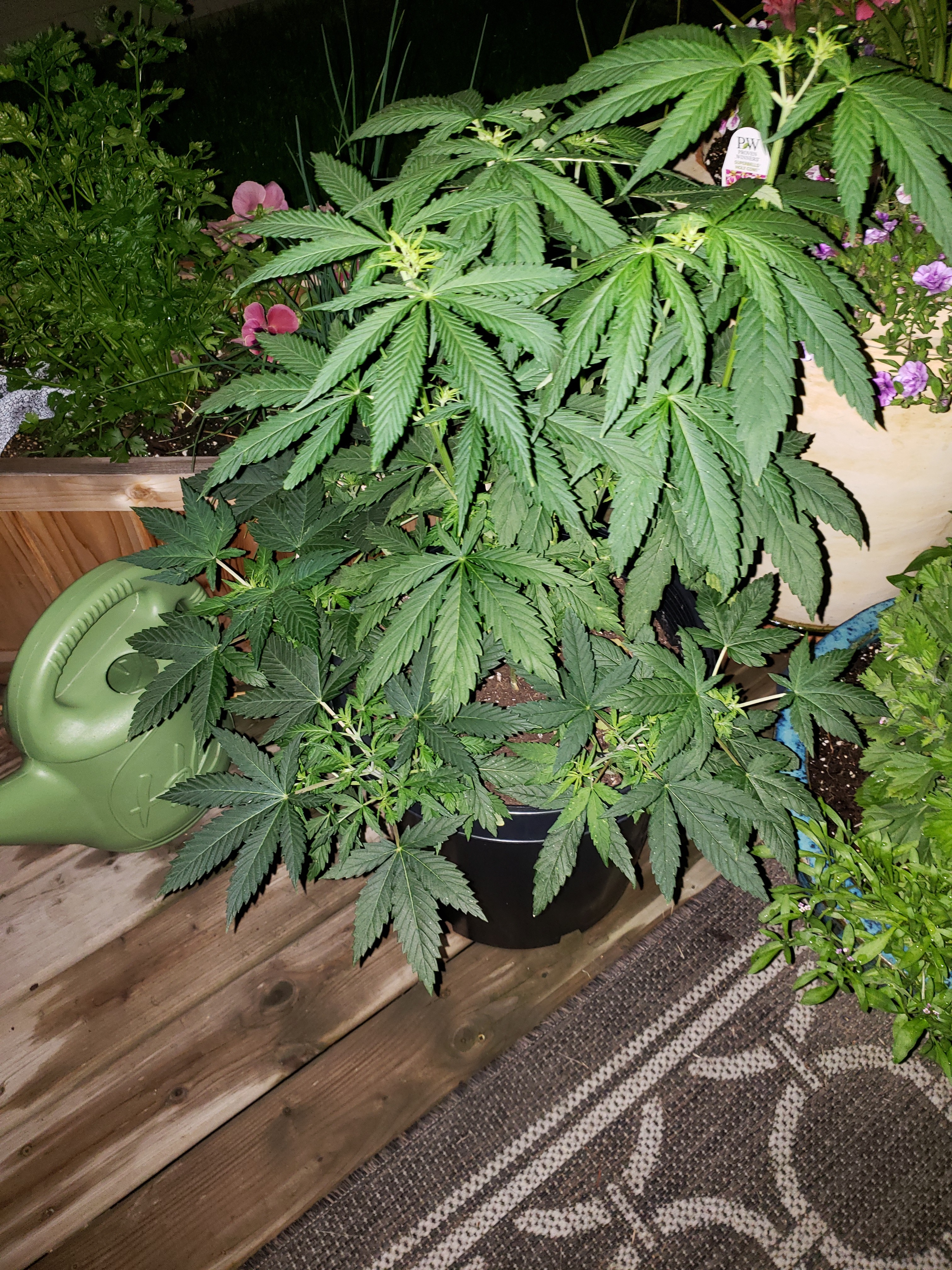 20190703_224355[1].jpg