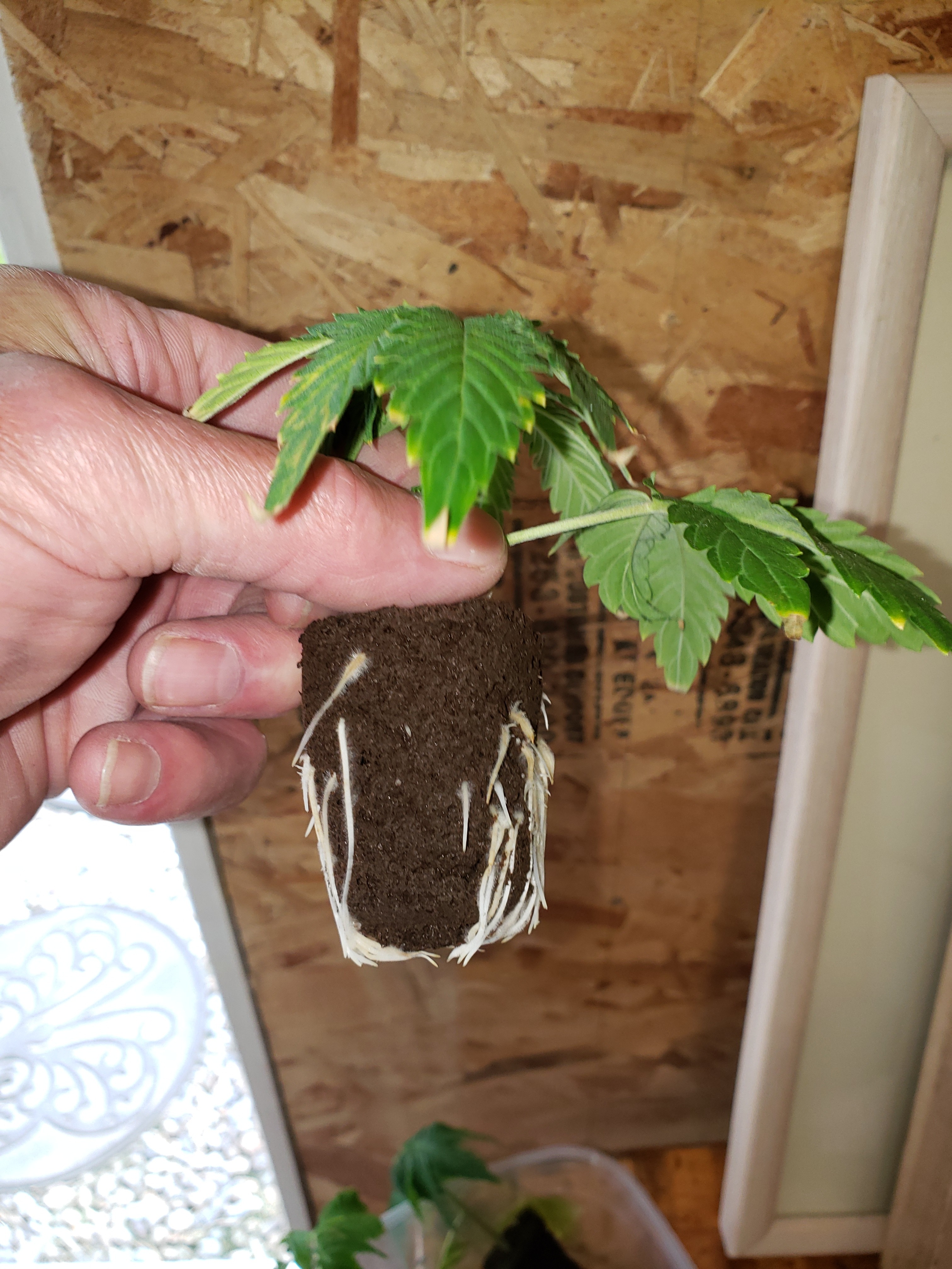 20190710_133503[1].jpg