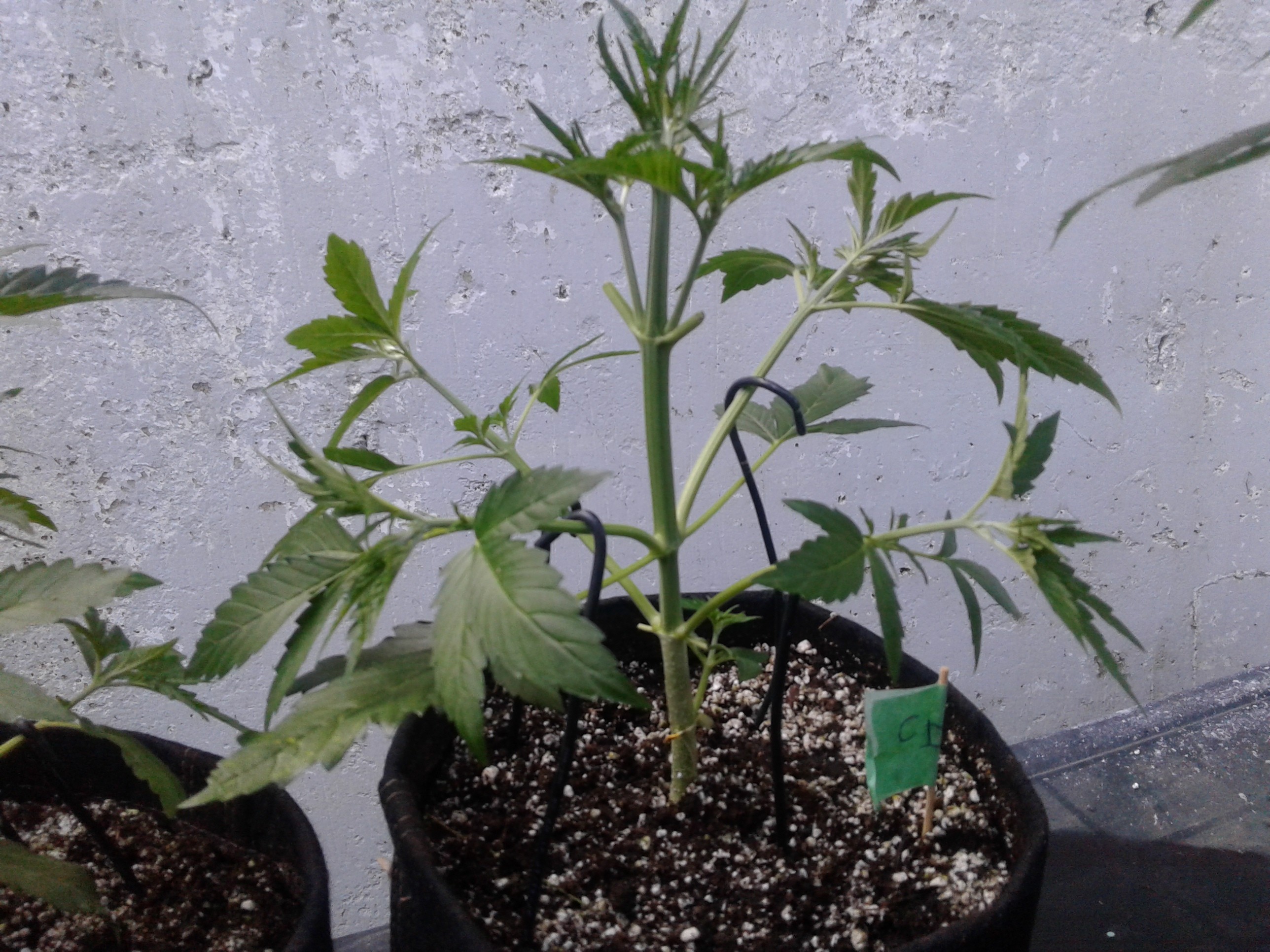 20190726_052922.jpg