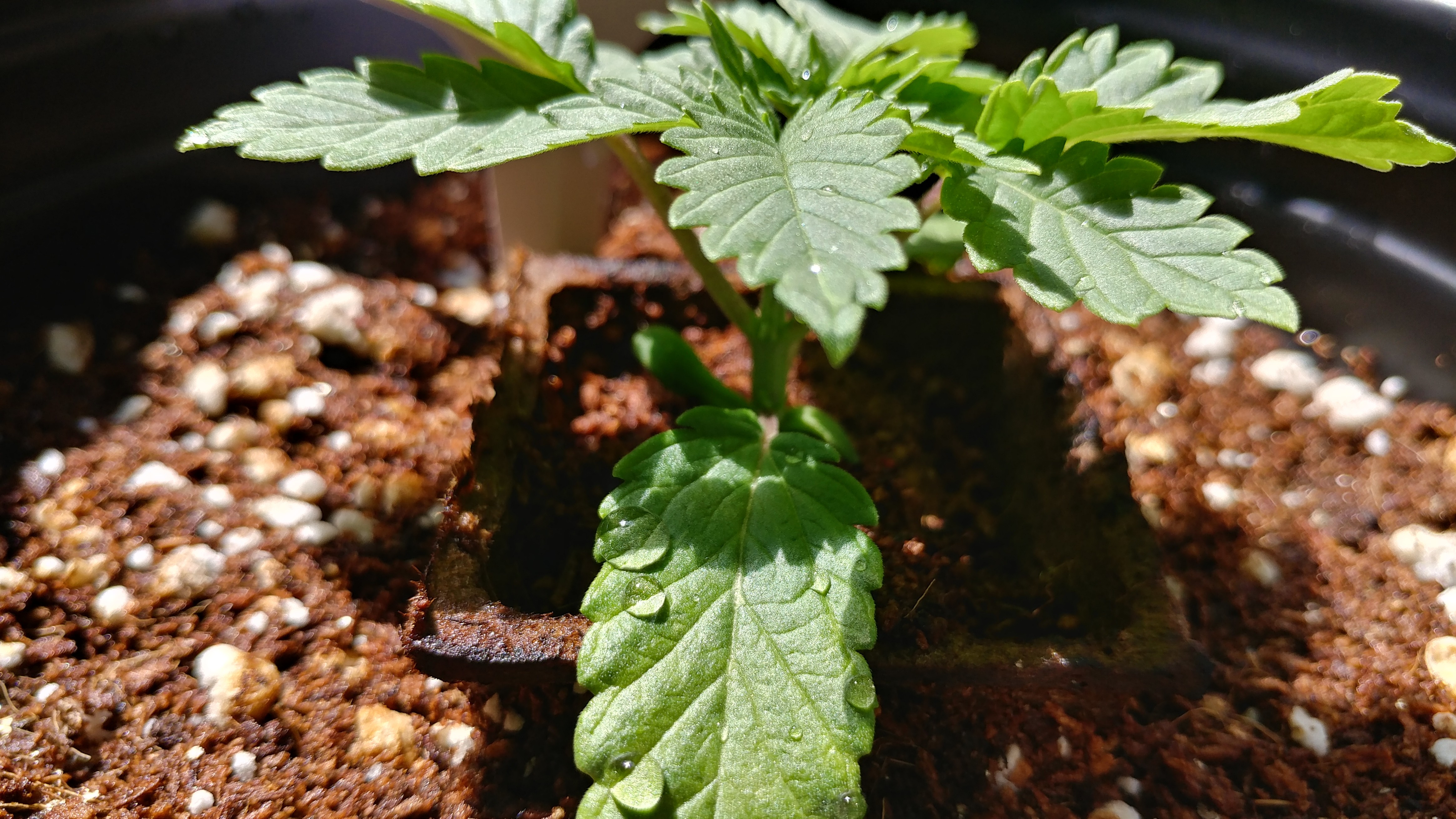 20190729_142814_HDR.jpg