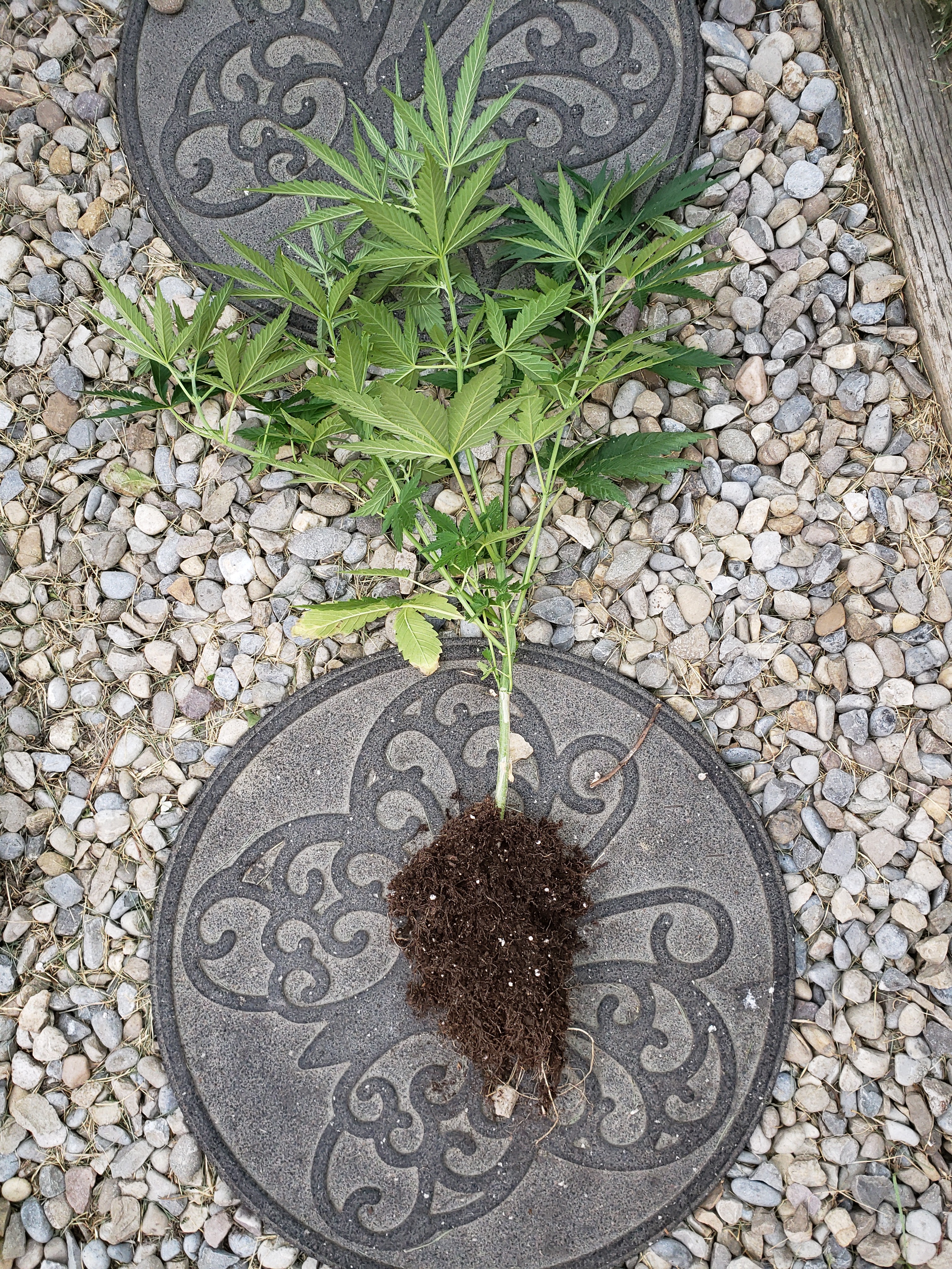 20190802_195010[1].jpg