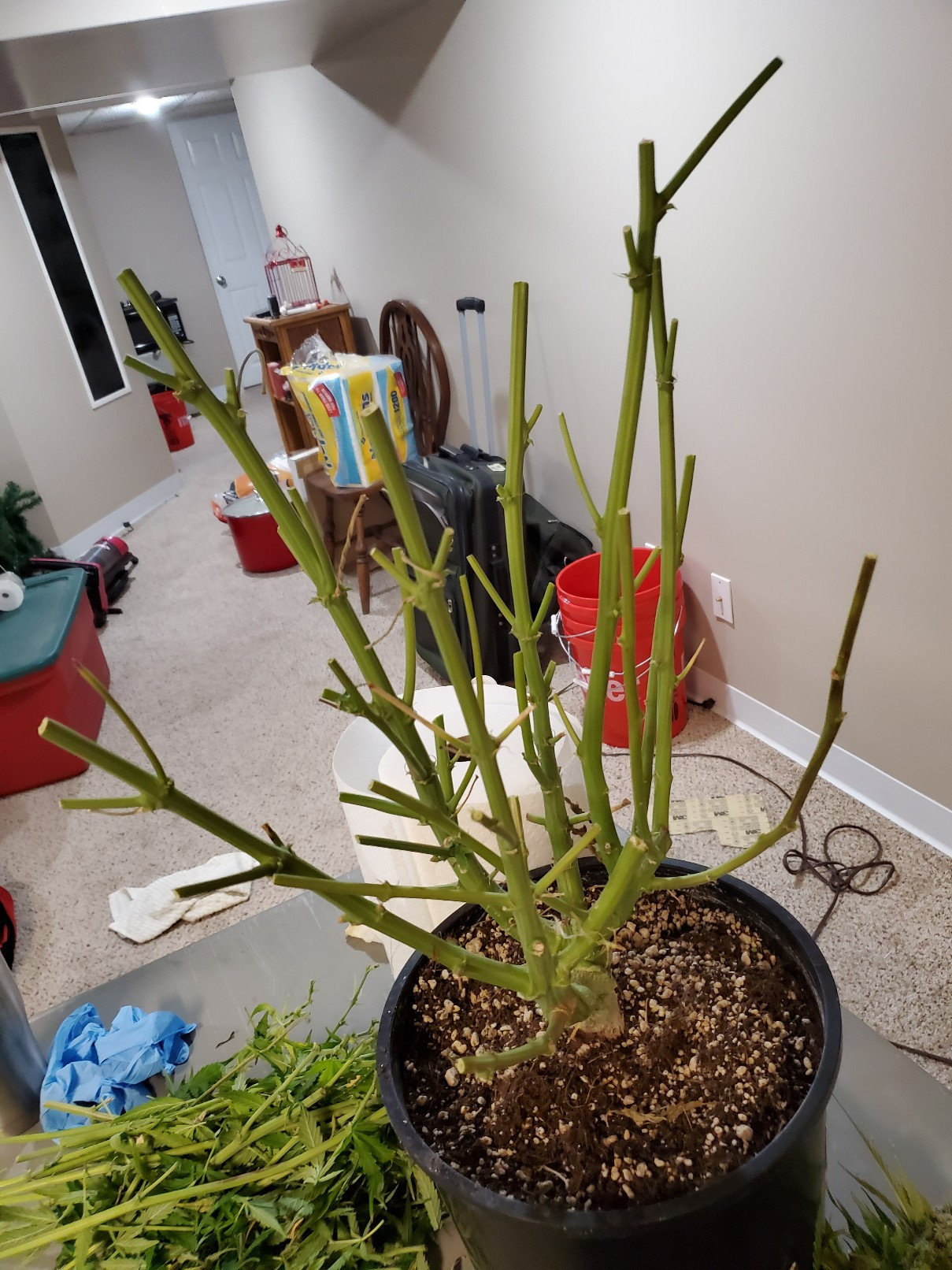 20191210_042937-1209x1612.jpg