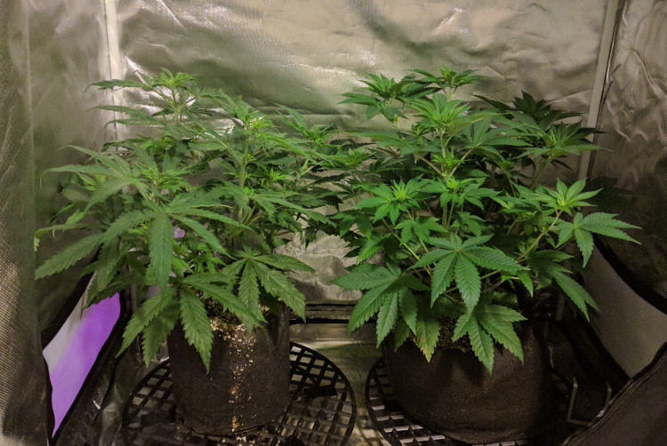 2020-03-30 CBScaled.jpg