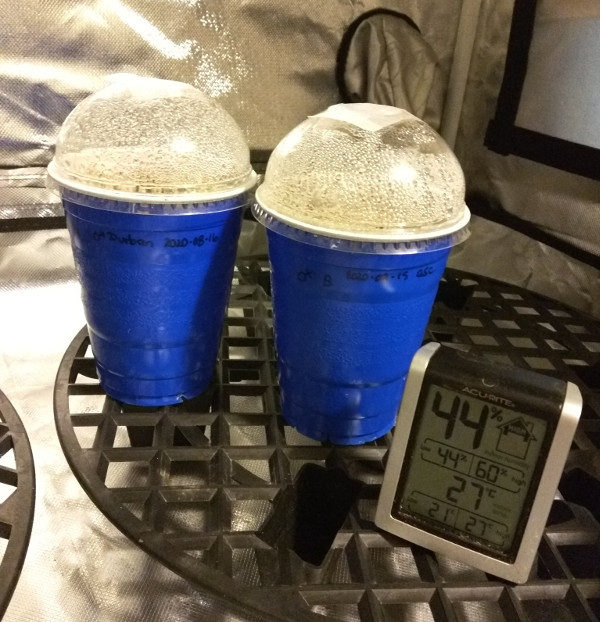 2020-08-16 11.45.20 planted.jpg