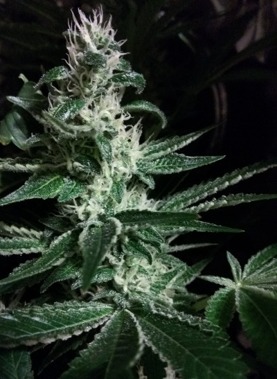 2020-11-22 16.55.02 GSC-Scaled.jpg